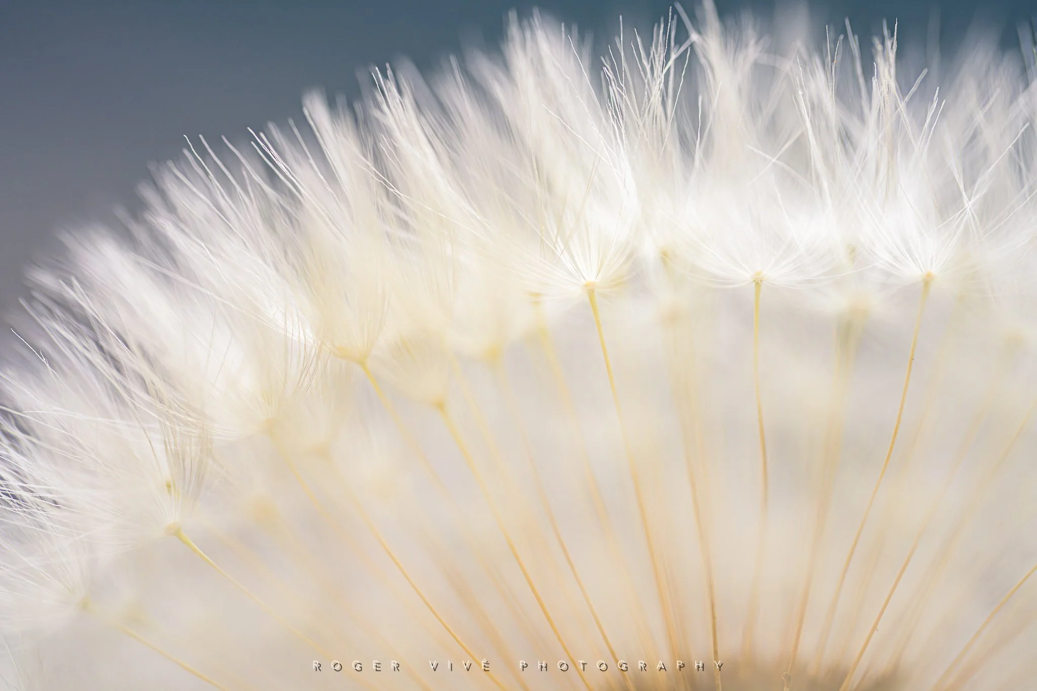 RVP_A7RV_260614_2536.jpg