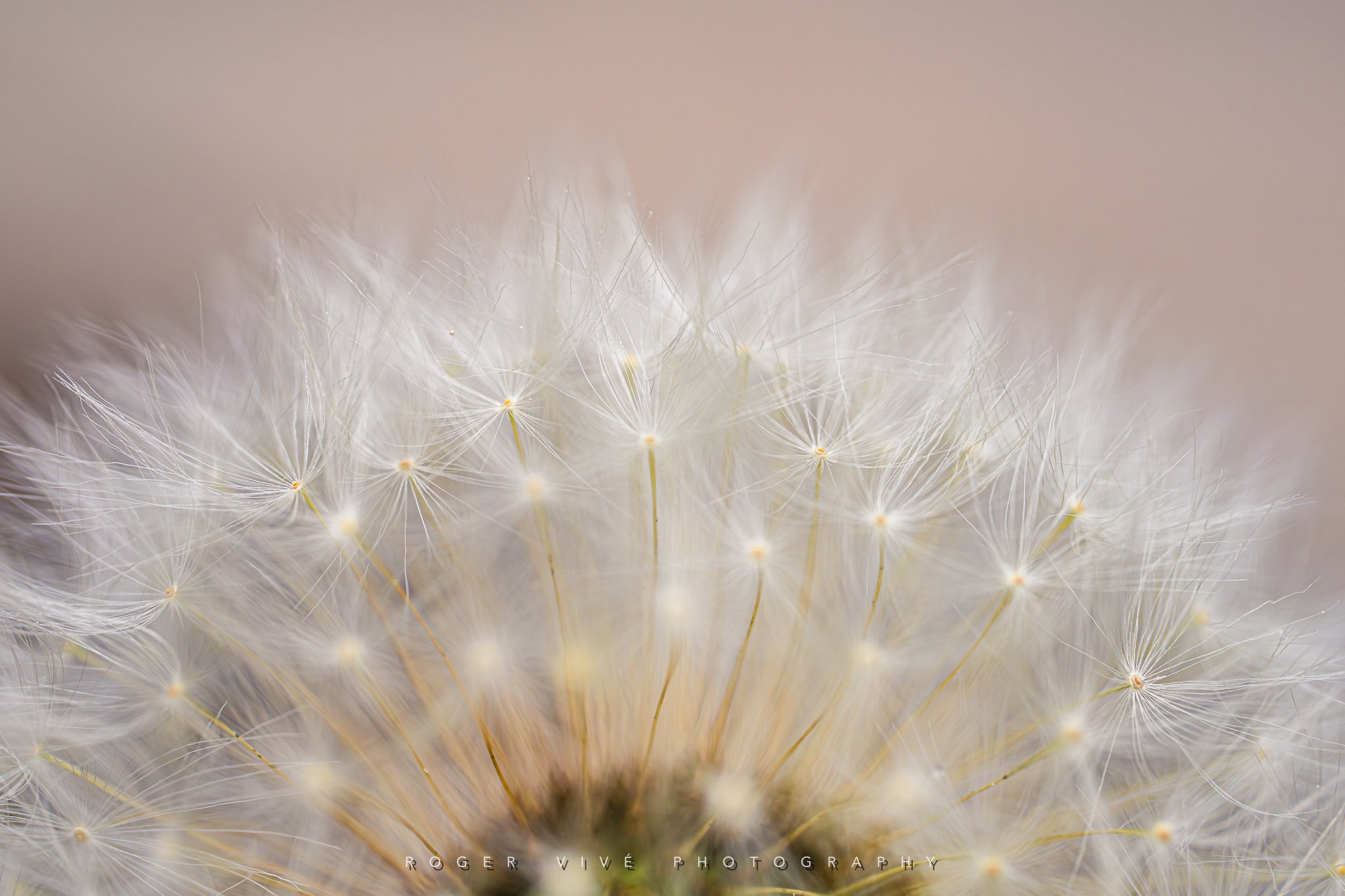 RVP_A7RV_260614_2641.jpg