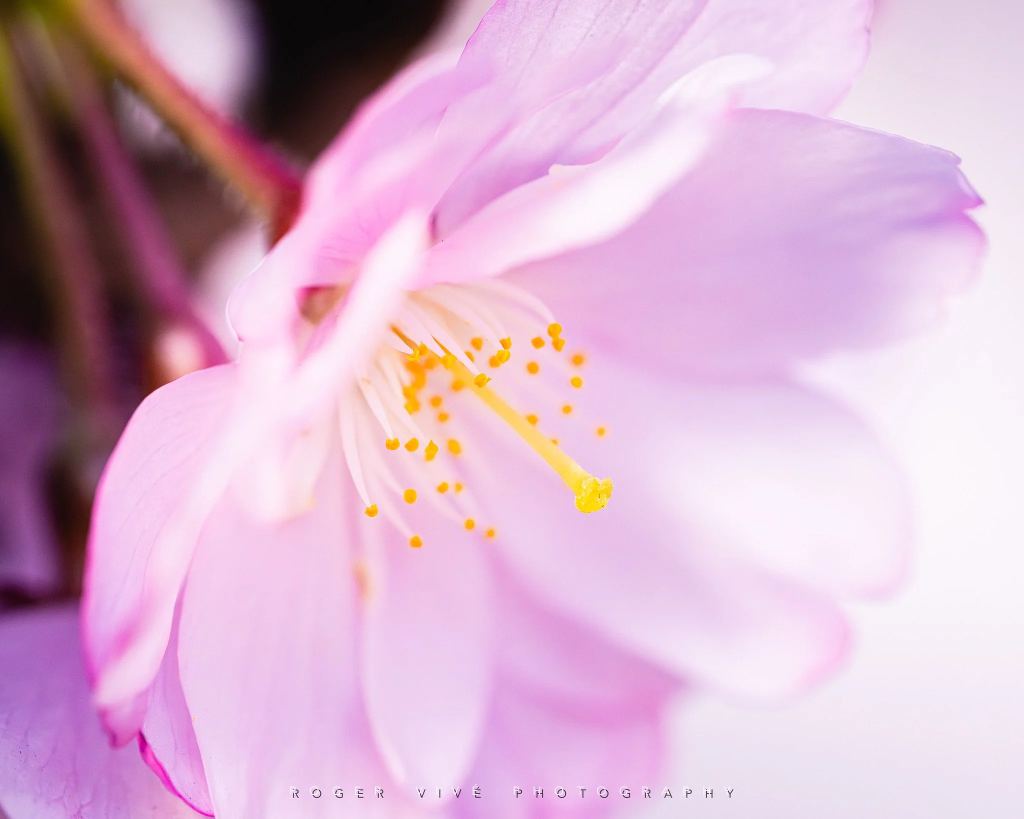RVP_A7RV_260313_5903.jpg