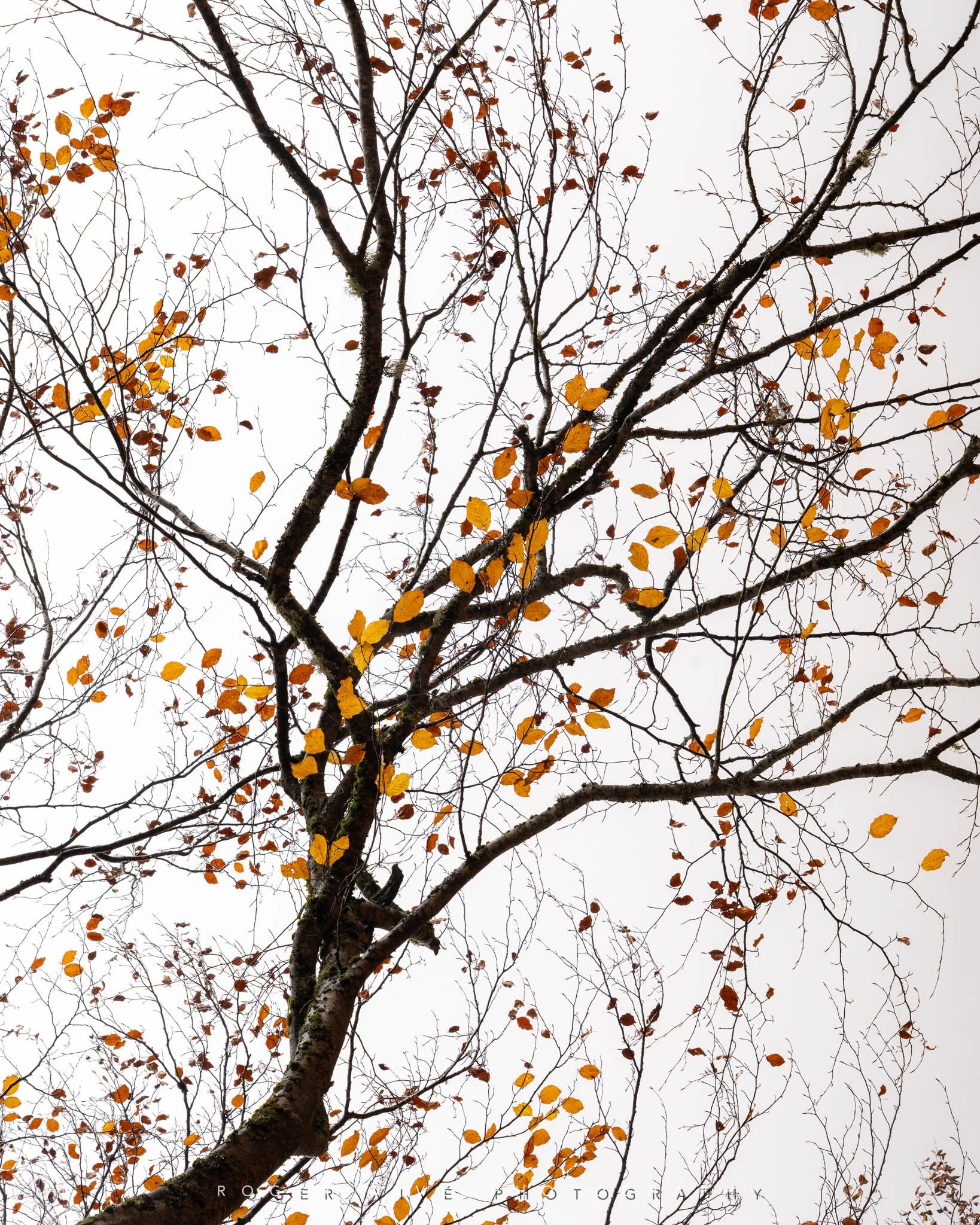 RVP_A7RV_251102_2388.jpg