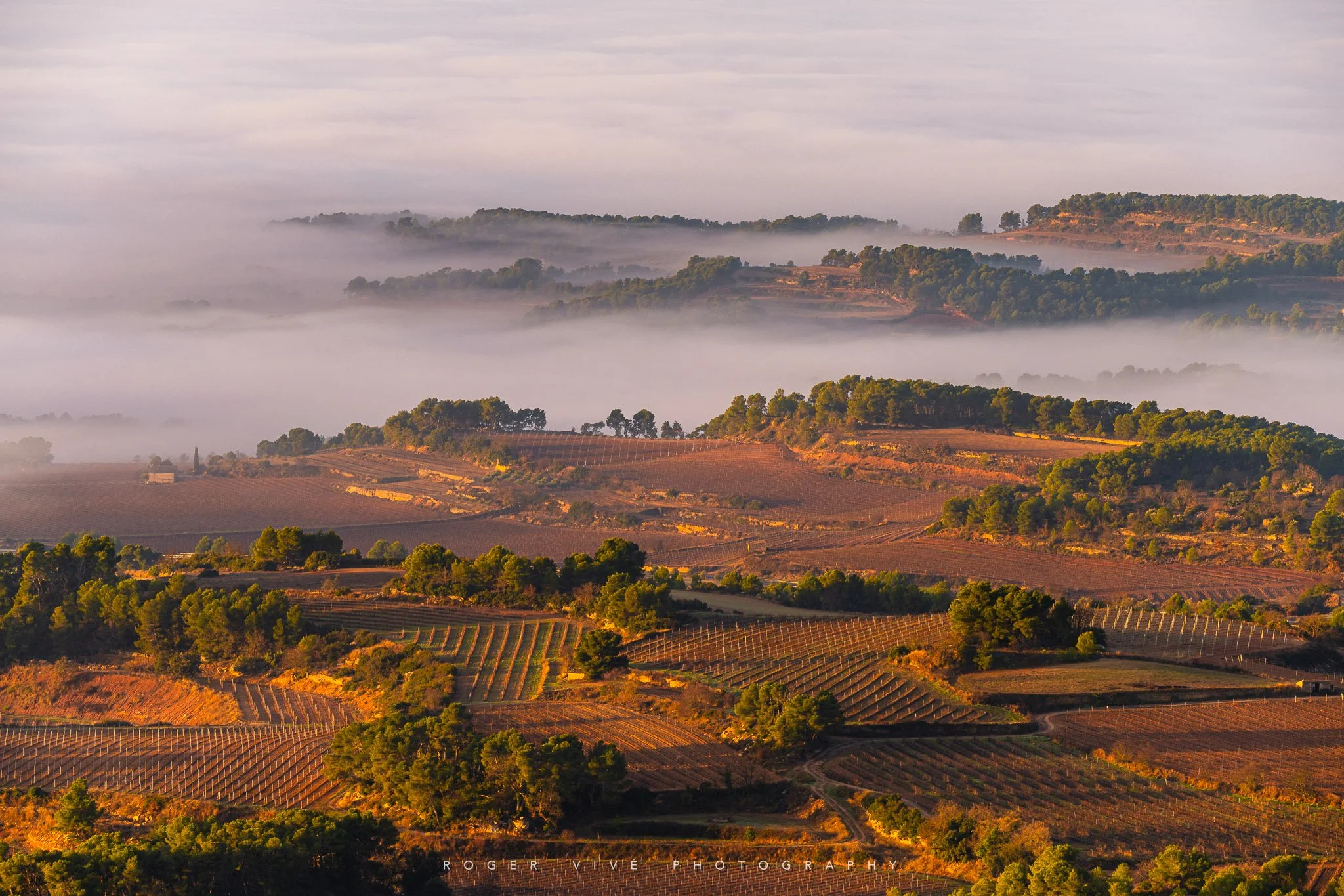 Mediterranean fields