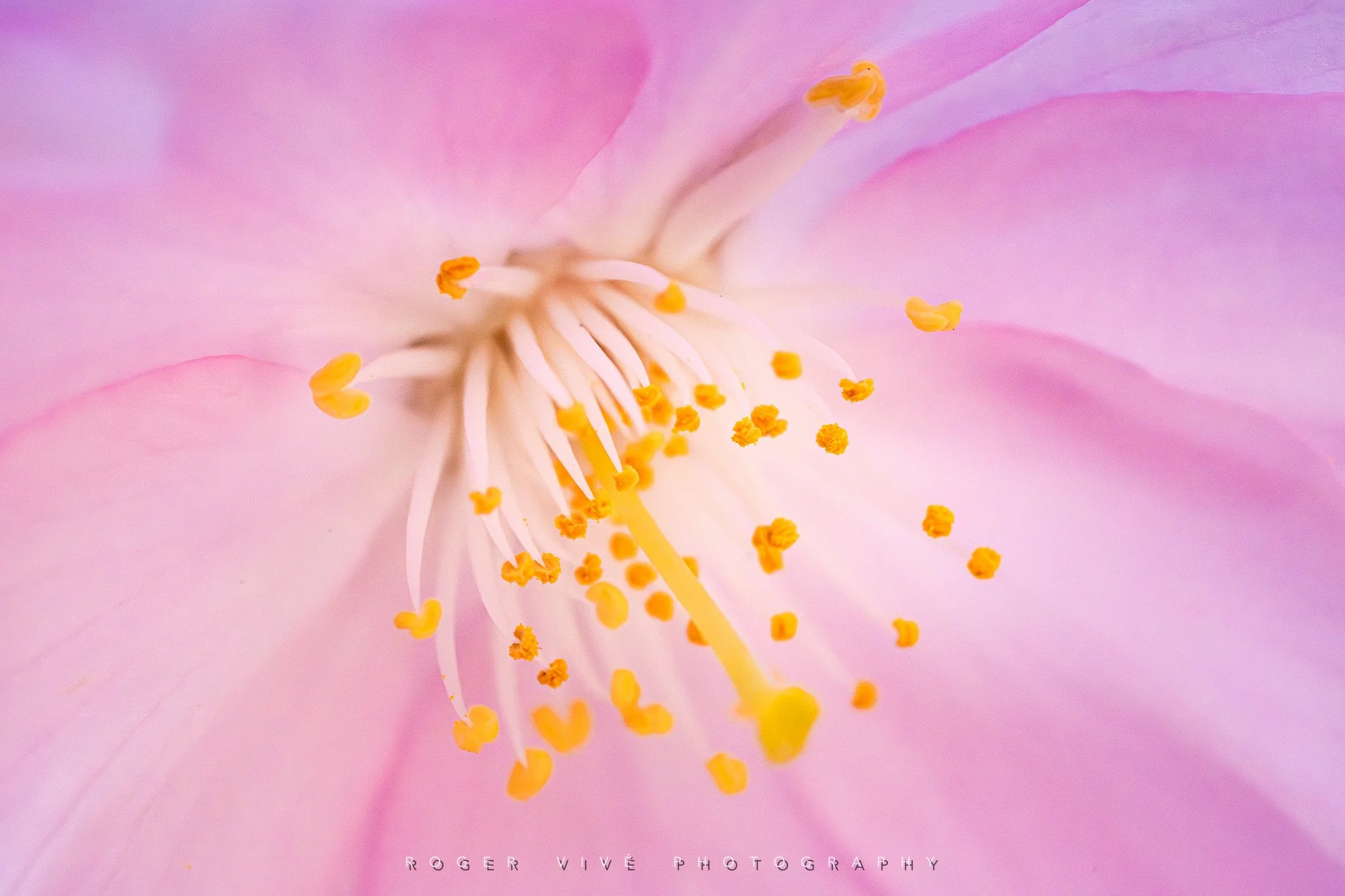 RVP_A7RV_260313_5874.jpg