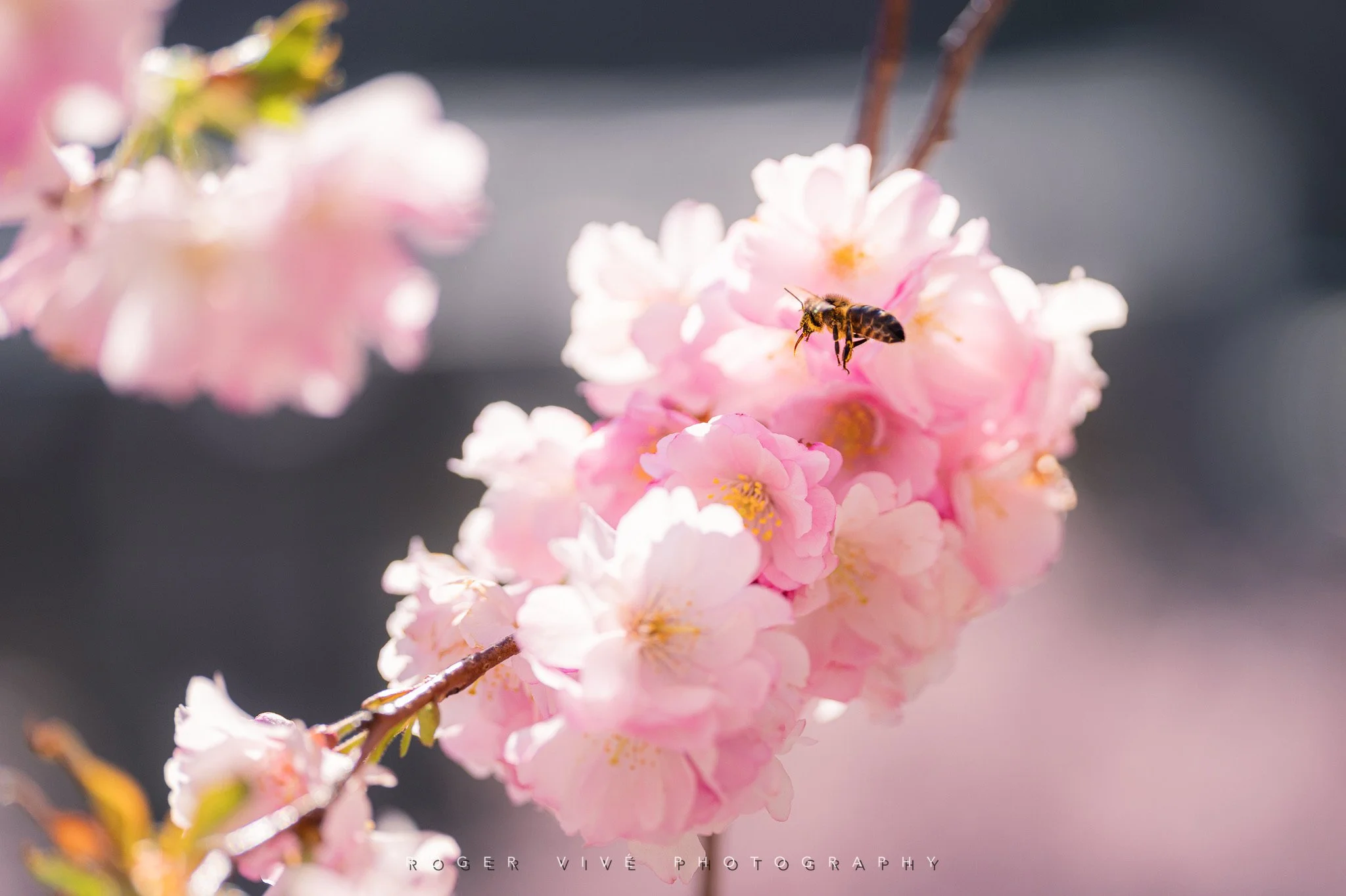RVP_A7RV_260321_7229.jpg