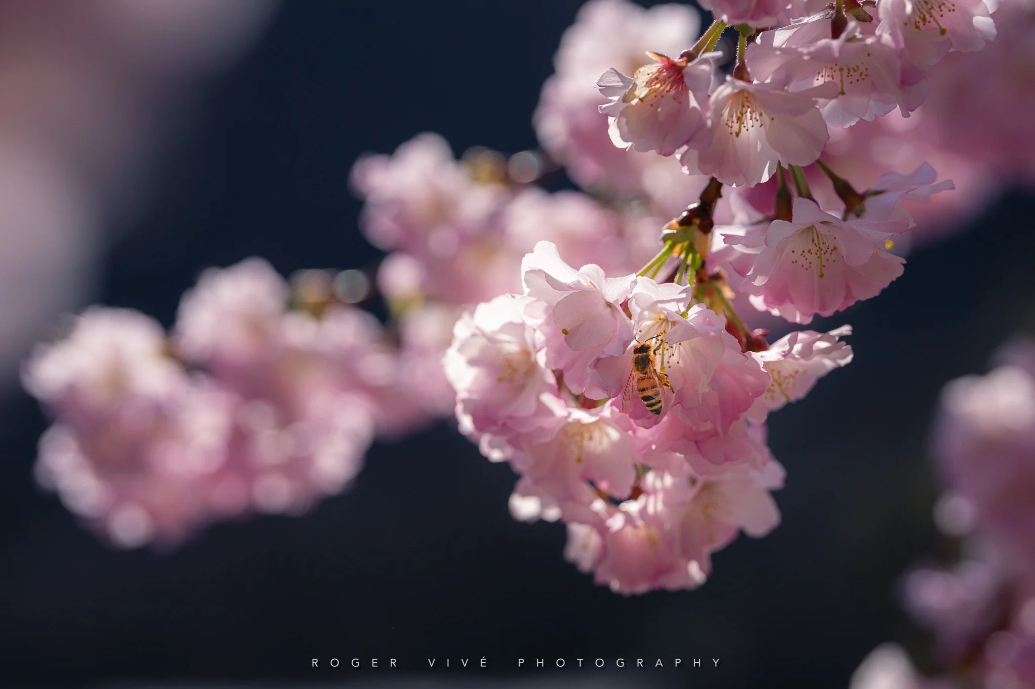 RVP_A7RV_260321_7397.jpg