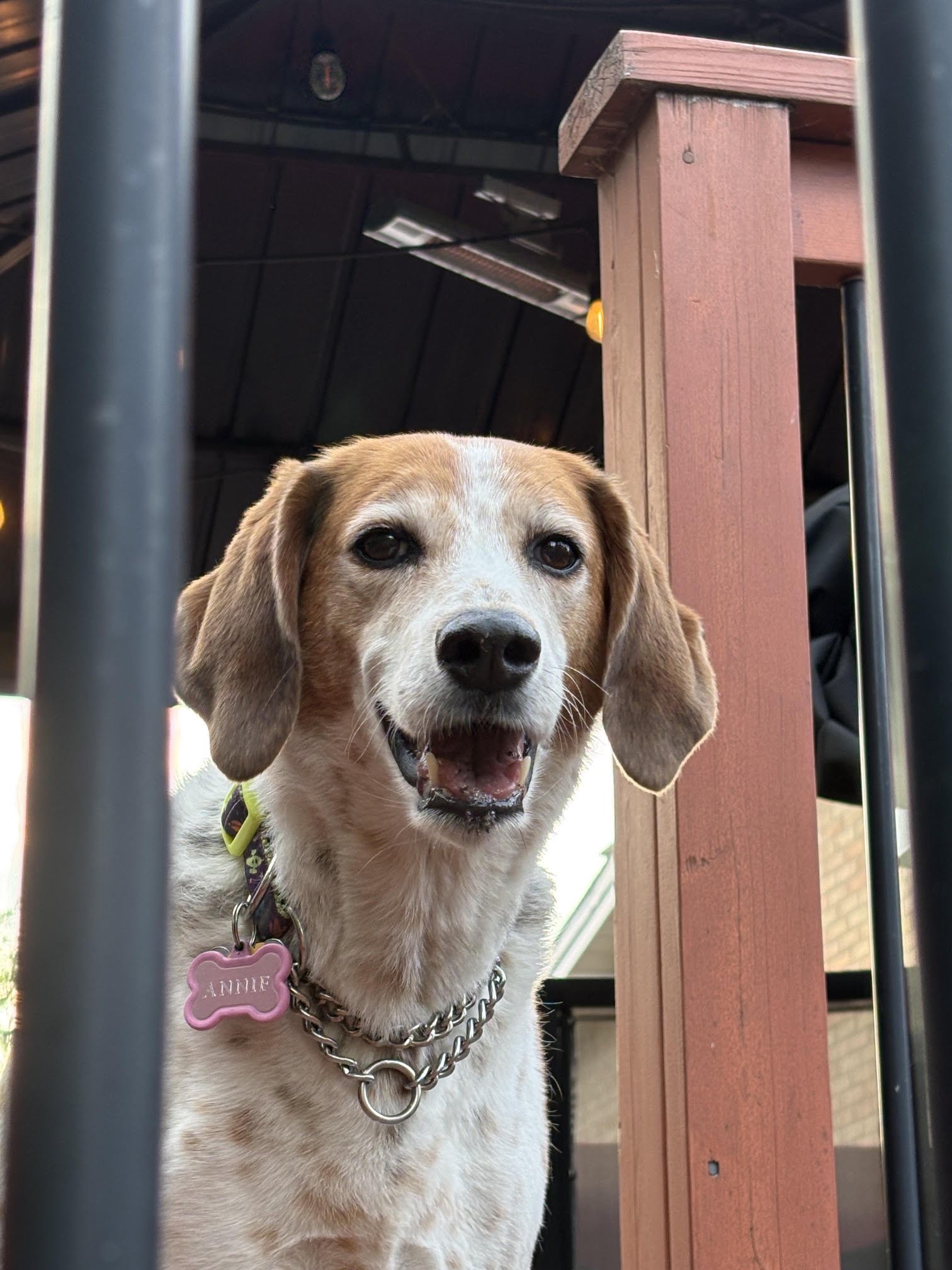Annie: Home Since Sept '24