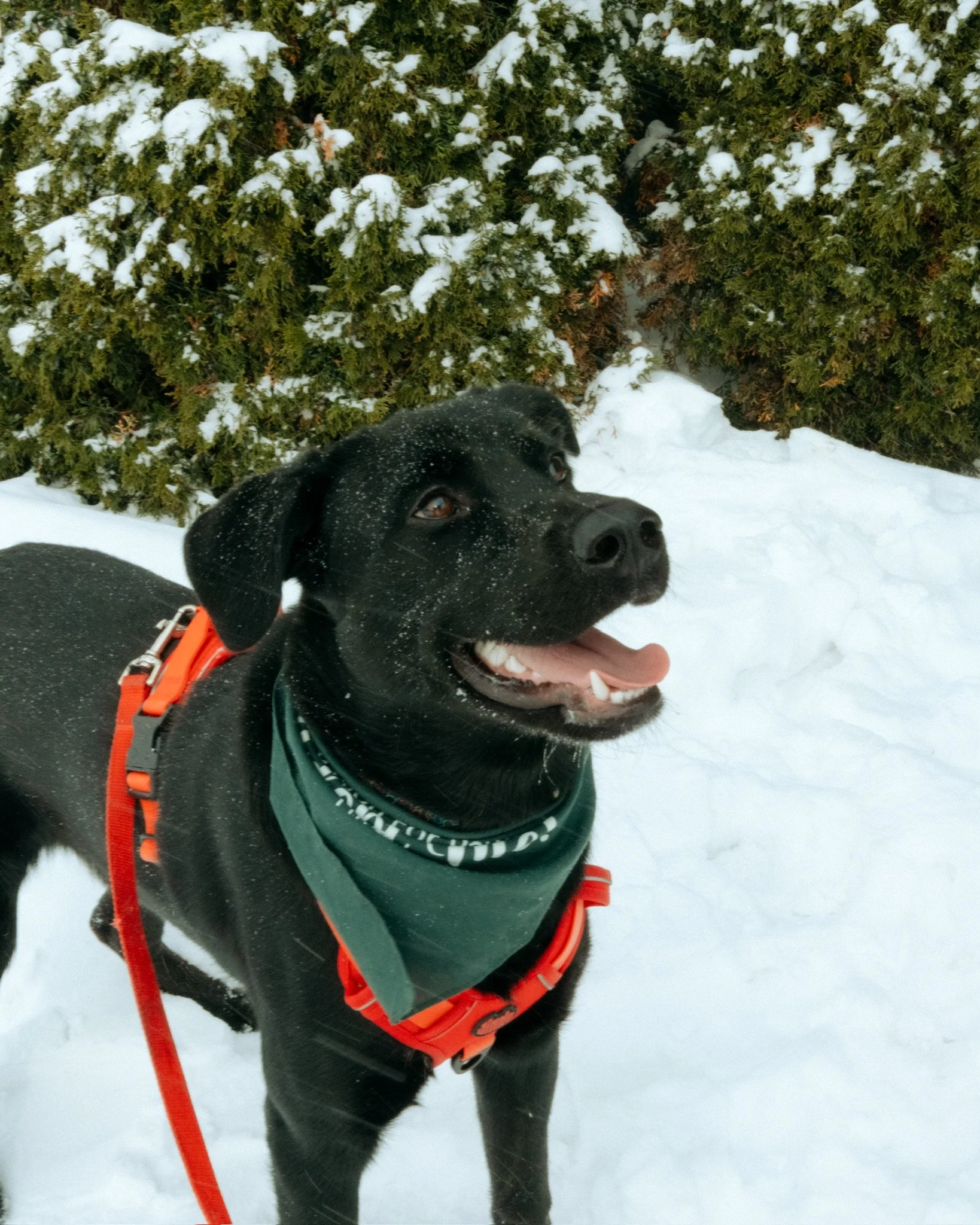 Passion for Paws - Rescued with Love, Placed with Care