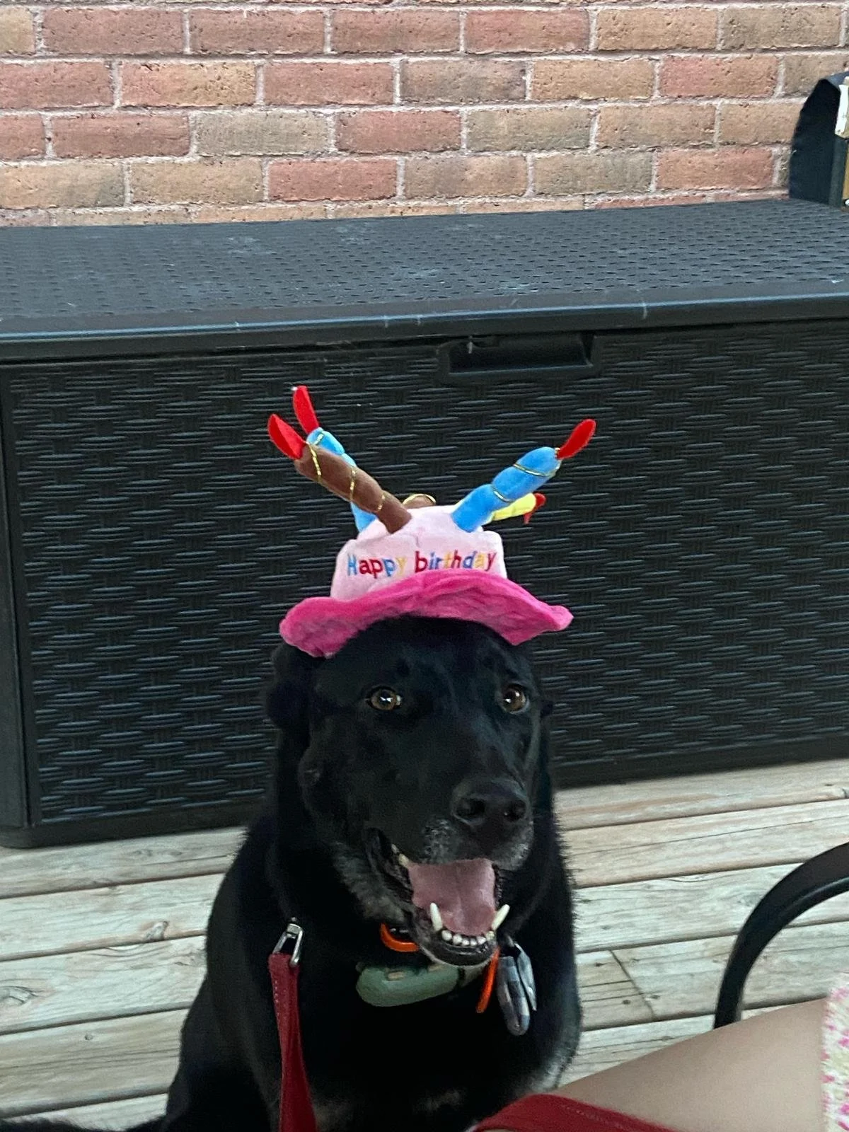 Bella: Home Since Dec '24