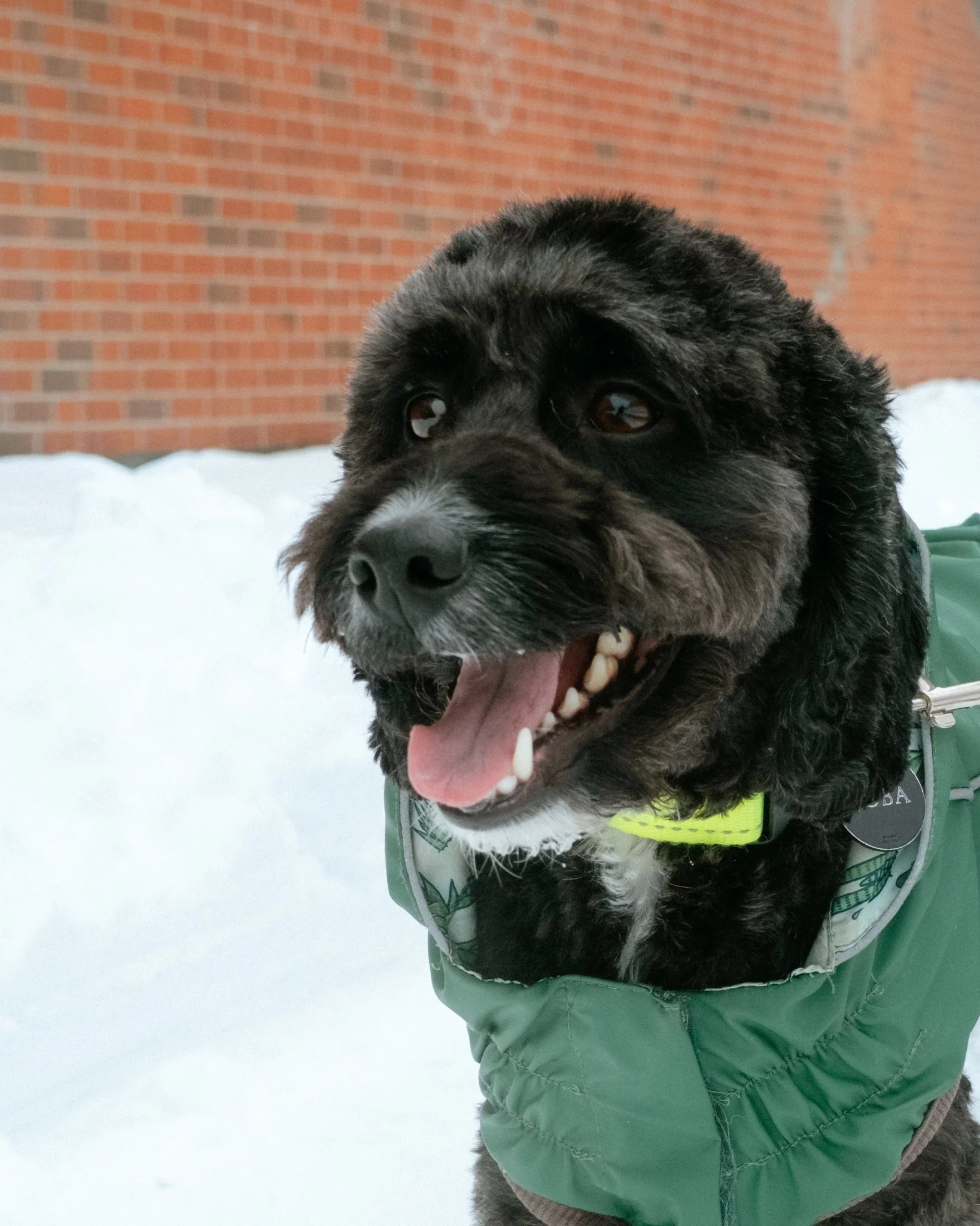 Boba🧋In Adoption Trial 🏡 Processus d'adoption: En période d'essai