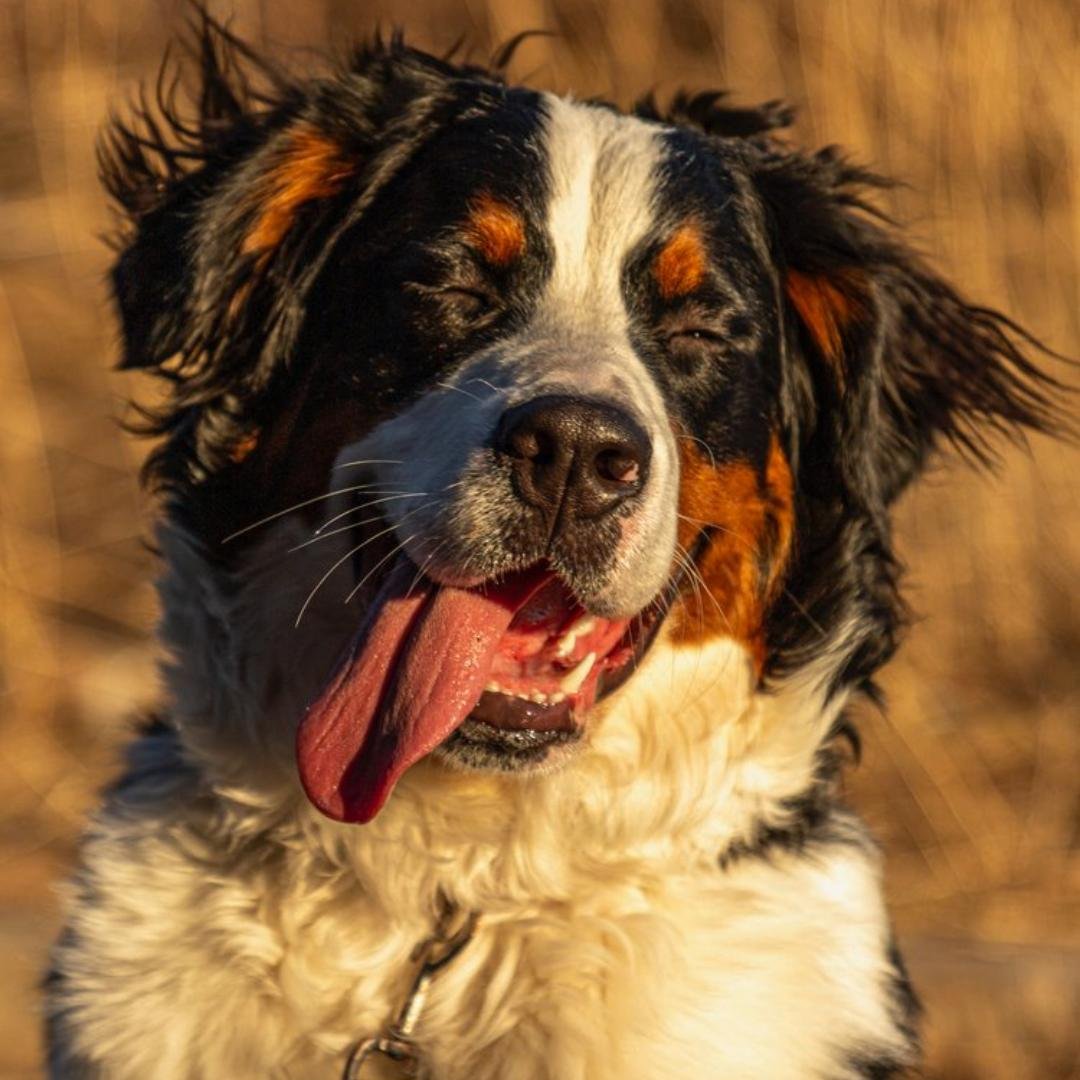 Vous cherchez un compagnon de vie? Ne cherchez pas plus loin! 🐶 Notre programme connecte des chiens en situation d&rsquo;abandon avec des familles aimantes pr&ecirc;tes &agrave; leur offrir un nouveau foyer. &Ccedil;a a &eacute;t&eacute; le cas pour