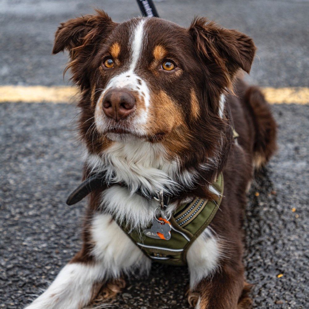 Pr&ecirc;t &agrave; faire la diff&eacute;rence? 🐾 Devenez une famille d'accueil avec Passion for Paws et remplissez votre vie de compassion, d'amour et de sens. Ouvrez votre c&oelig;ur et votre maison &agrave; un chien aujourd'hui et devenez leur h&