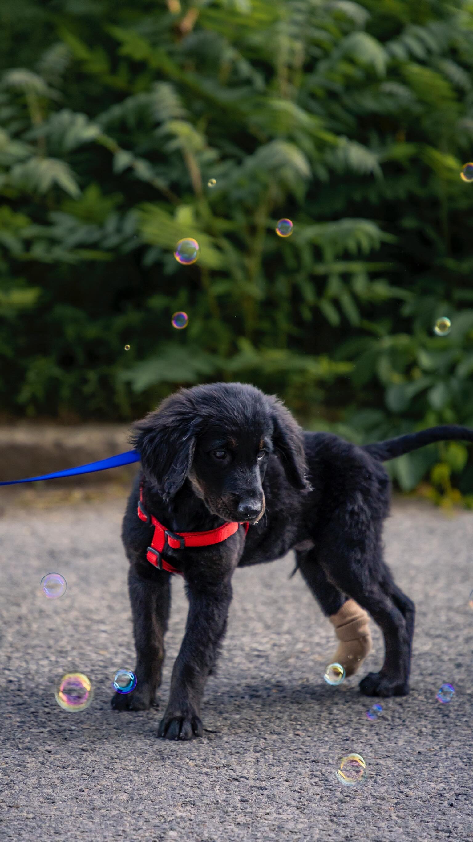 Ollie’s storyโค๏ธ‍๐ฉน Please head to the link in our bio to donate.
#adoptdontshop #fosterdogsofinstagram #rescuedog #passionforpaws #puppiesofinsta
๐ธ@clicksxchris