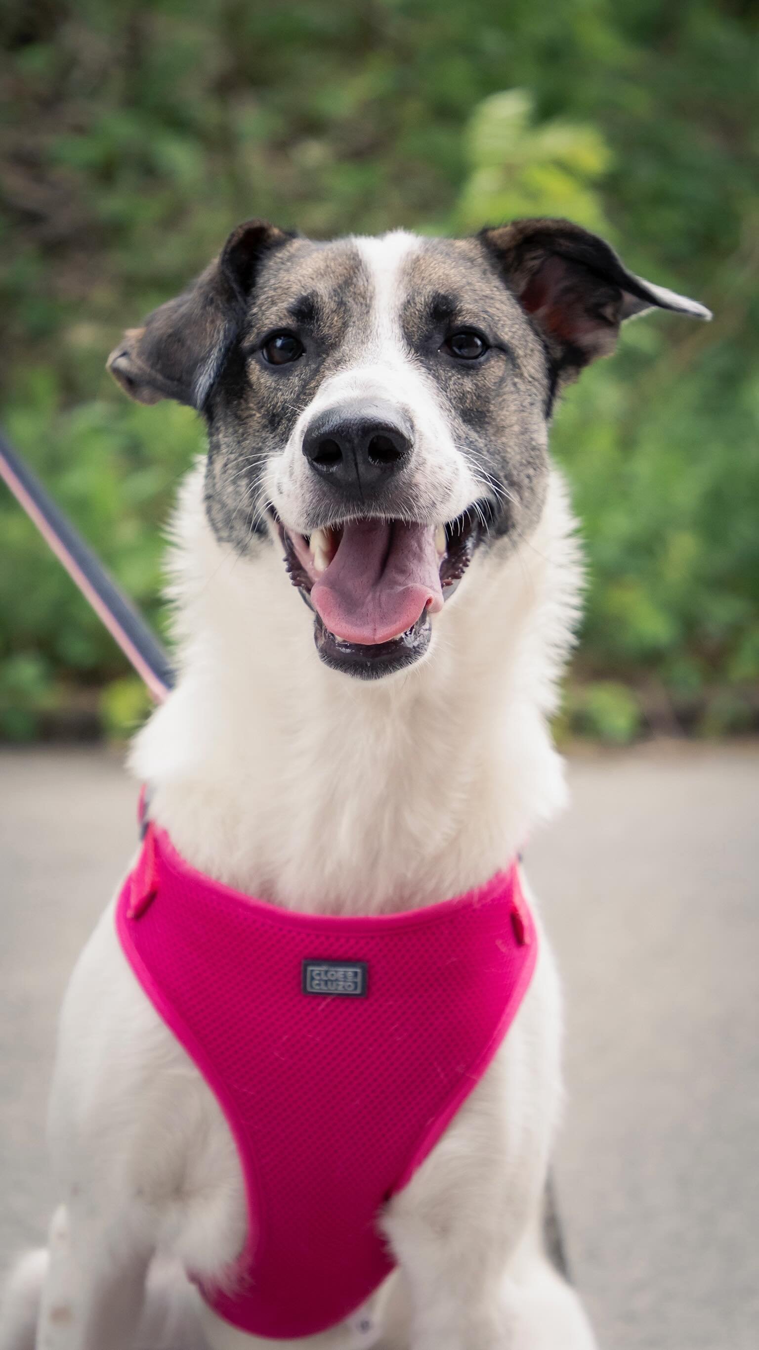 Daisy is up for adoption! Can you match her energy? She’s the zoomie queen ๐ธ
#dogsofmontreal #adoptdontshop #fosterdog #passionforpaws #montrealdogs
๐ธ@clicksxchris