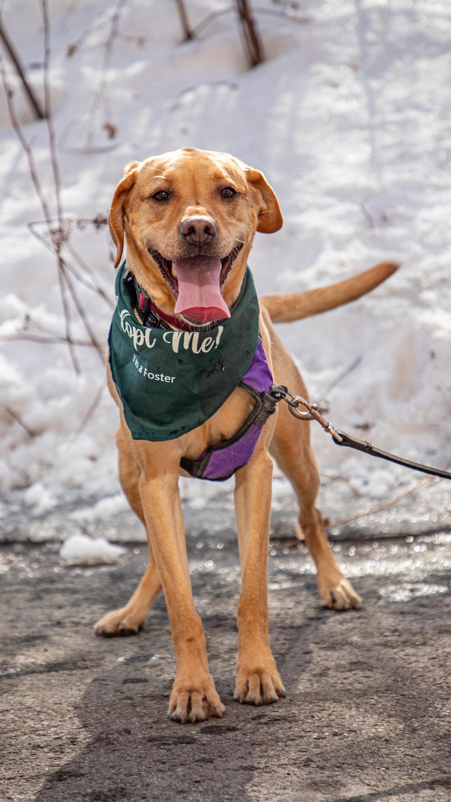 This could be you enjoying a beauty summer day with Lola โ๏ธ
Who wouldn’t want that?
Go apply to adopt her on our website before she’s snatched up!
#adoptdontshop #passionforpaws #montrealdogs #fosterdog
๐ธ@clicksxchris