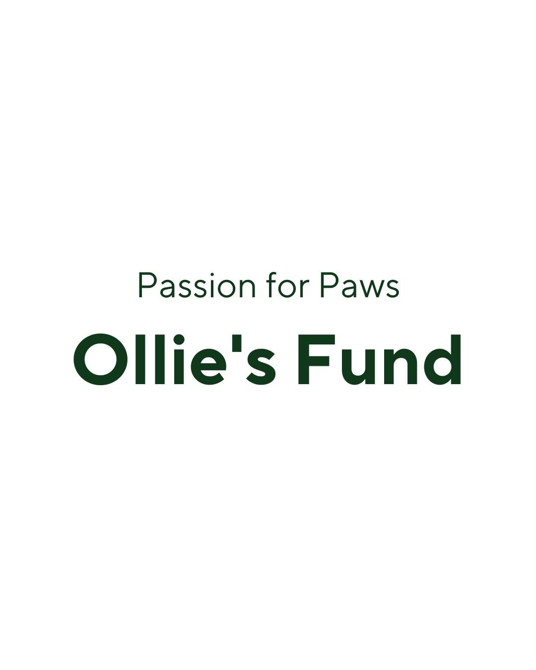 Ollie is only 11.5 lbs, but he’s already made a massive impact on everyone who meets him.
He’s silly, affectionate, and full of potential. Once his amputation is done, nothing will hold him back.
By donating today, you’re giving O