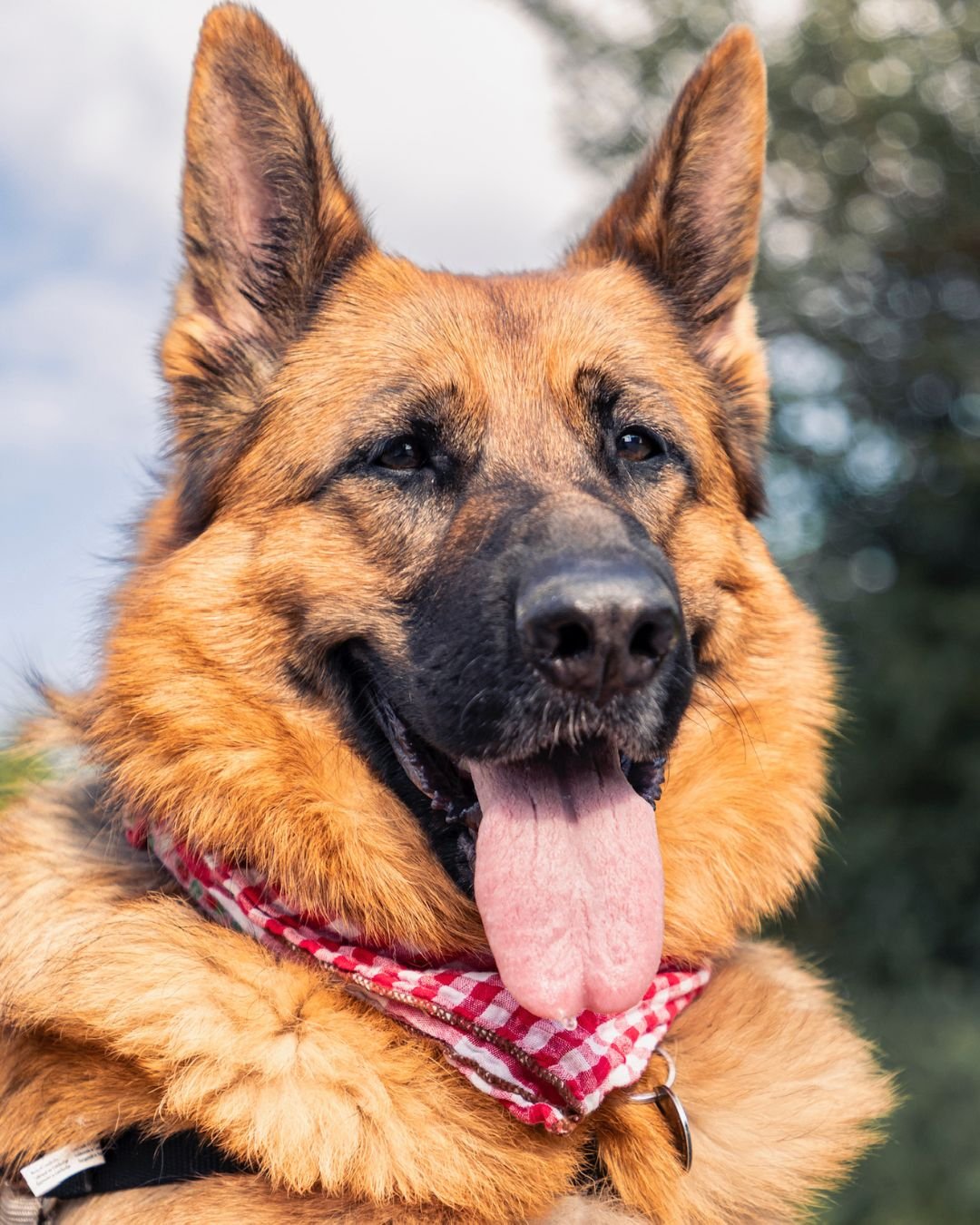 Meet Ginger ๐พ
Ginger is a beautiful soul with a gentle heart and a painful story.
For years, Ginger has lived with a torn ACL that limits her every move. But it’s not too late to change her life.
She’s ready for a second chance : one
