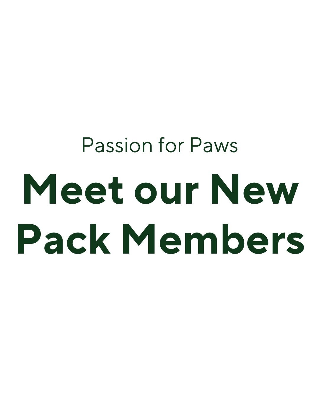 Looking for love? ๐ถ๐
Theo, Giorgi, and Gaspard each have a different story, but they all want the same ending:
A warm bed, a kind human, and a place to belong.
Don’t wait. Help us write their happily-ever-after.
๐Adopt at passionforpaws.ca/a