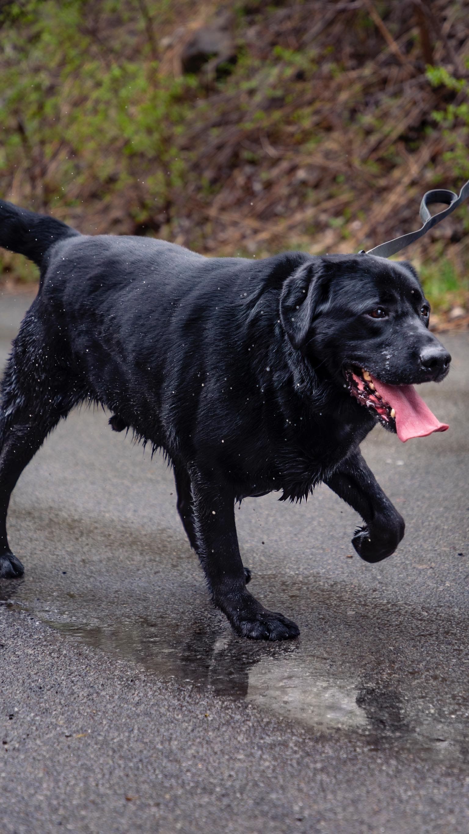 Tiger hopes you stay hydrated on these hot summer days! He’s also still up for adoption!
With a heat warning in effect, it’s important to keep our pups cool, hydrated and safe!
#heatwaves #montrealdogs #passionforpaws #rescuedog #adoptd