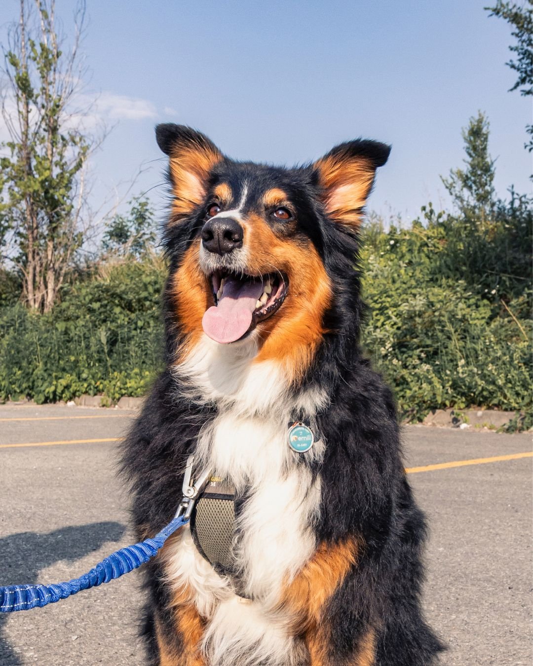 Adoption isn’t one-size-fits-all.
Meet our three very different, very loveable pups! ๐
โจ Theo : Perfect for someone looking for a gentle and affectionate companion.
โจ Giorgi: A curious cuddlebug ready to explore life by your side.
โจ Gaspard:
