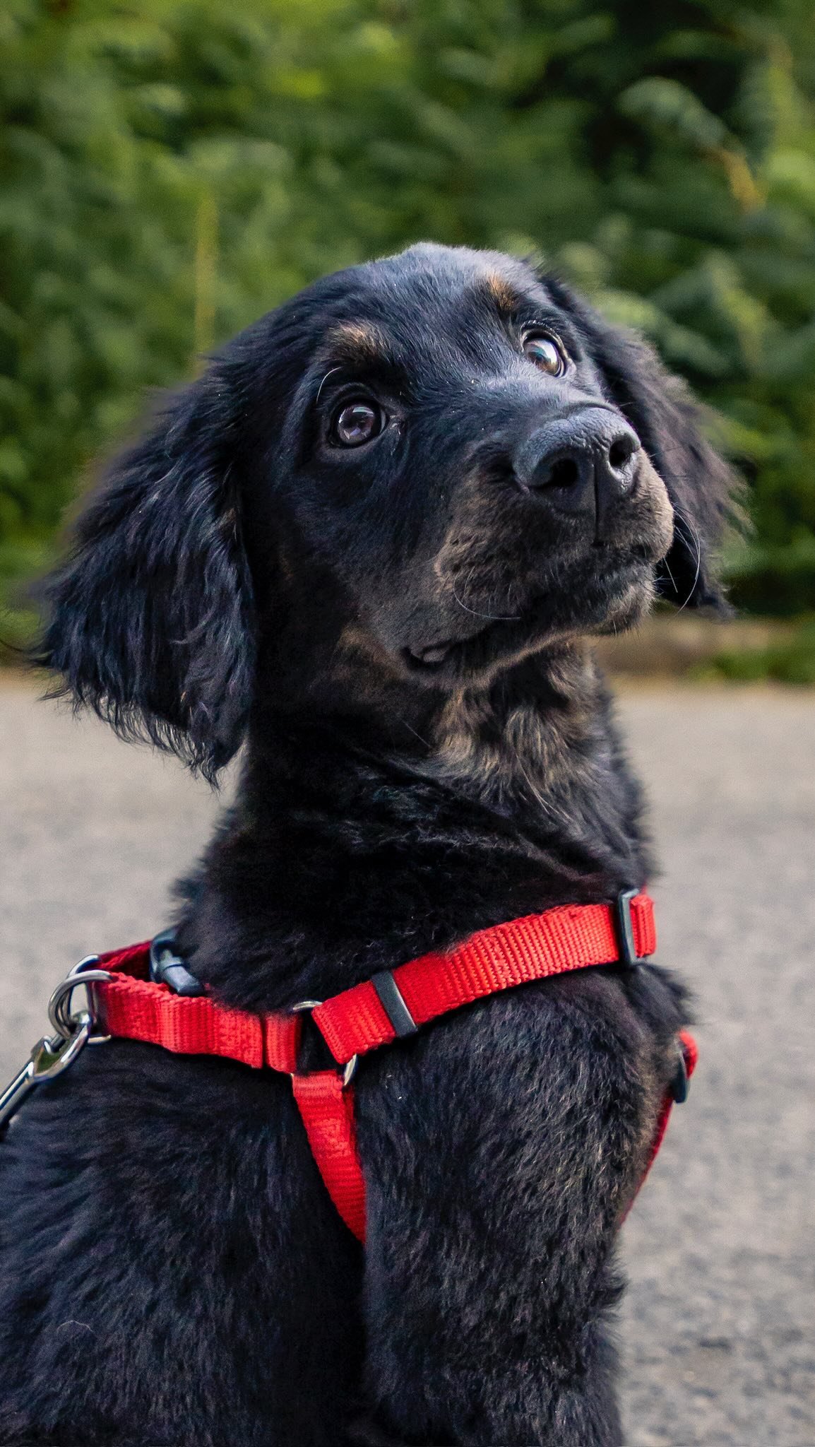Ollie’s case was brought to us as they weren’t sure what kind of medical care he’d need. We picked him up, took him to the vet and turns out he has a malformation and open wound that needed to be taken care of.
We’re doing wh