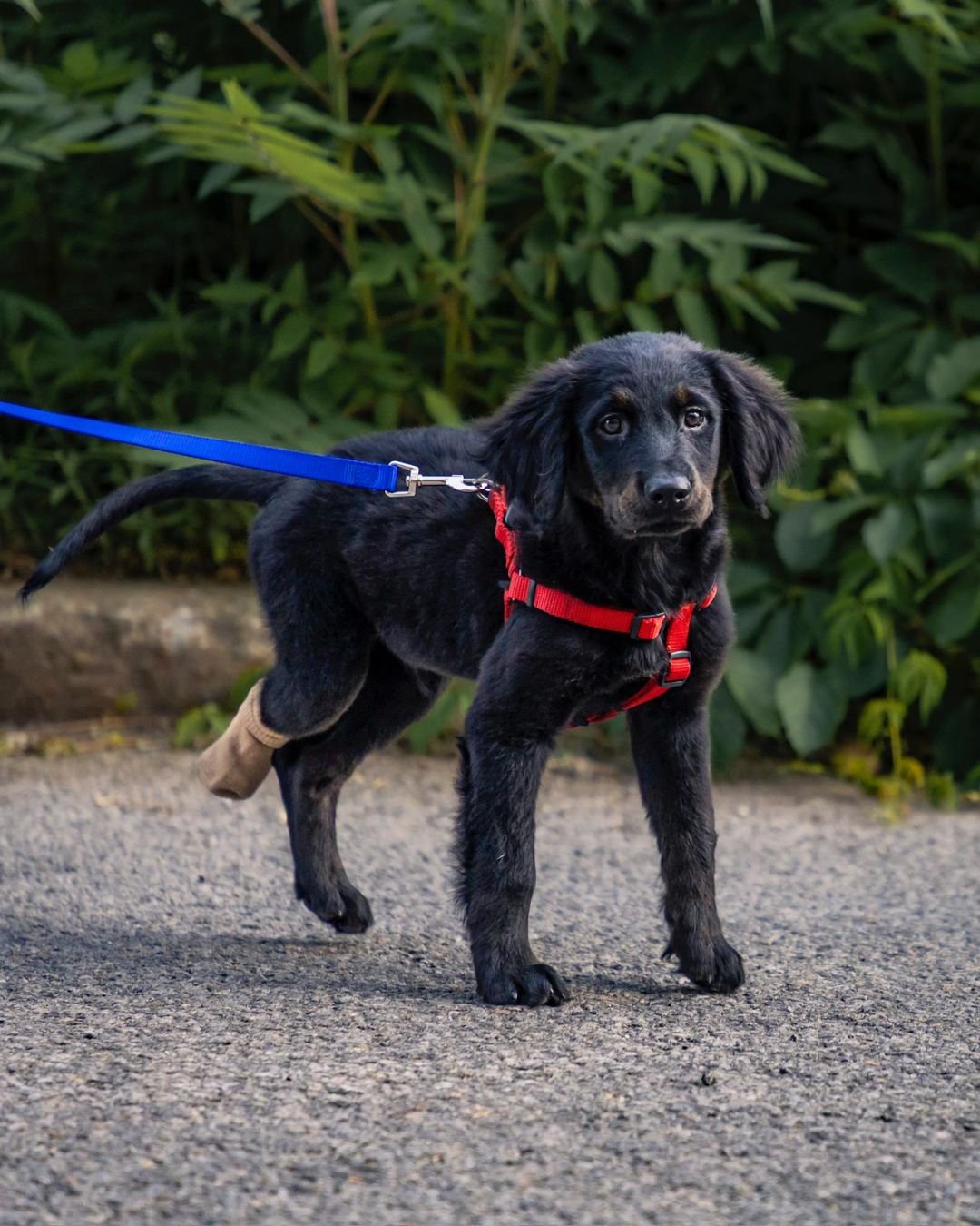 Voici Ollie ๐พ
Ce chiot croisé labrador de 2 mois et demi est né avec une malformation à la patte et a malheureusement développé une blessure à force de marcher dessus. Il est maintenant en sécurit&ea