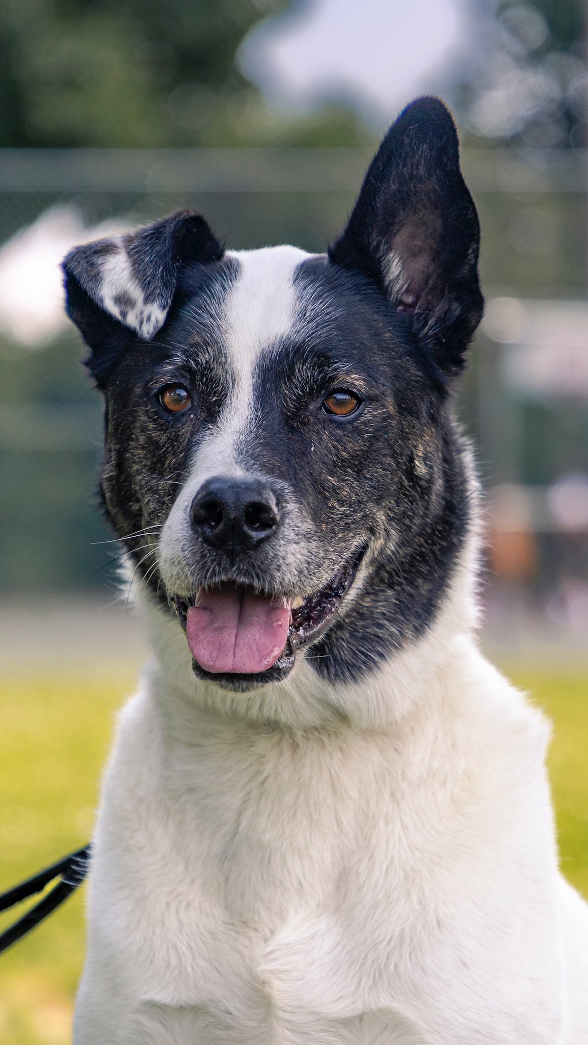 Giorgi just joined the Passion for Paws Pack.
Could he be the right fit for you? ๐
๐๐ฝApply to adopt on our website.
Link in bio ๐ถ
#adoptdontshop๏ธ #passionforpaws #rescuedog #fosterdog #shepherd
๐ธ@clicksxchris