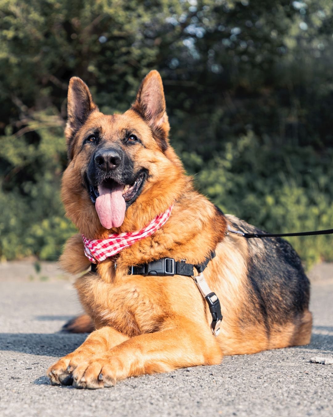 Rencontrez Ginger ๐พ
Ginger est un adorable chien au cœur tendre avec un passé douloureux.
Depuis des années, elle vit avec une déchirure du ligament croisé qui limite chacun de ses mouvements, mais il n’est p