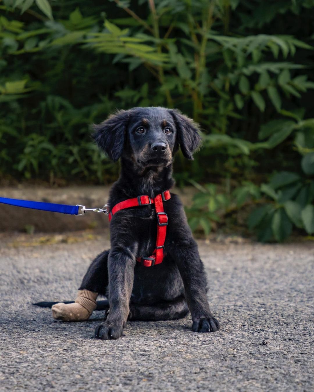 Meet Ollie ๐พ
This 2.5-month-old lab mix was born with a paw deformity and sadly developed a wound after being forced to walk on it. He’s now safe with Passion for Paws, but he needs an amputation to finally live without pain.
Help us fund hi