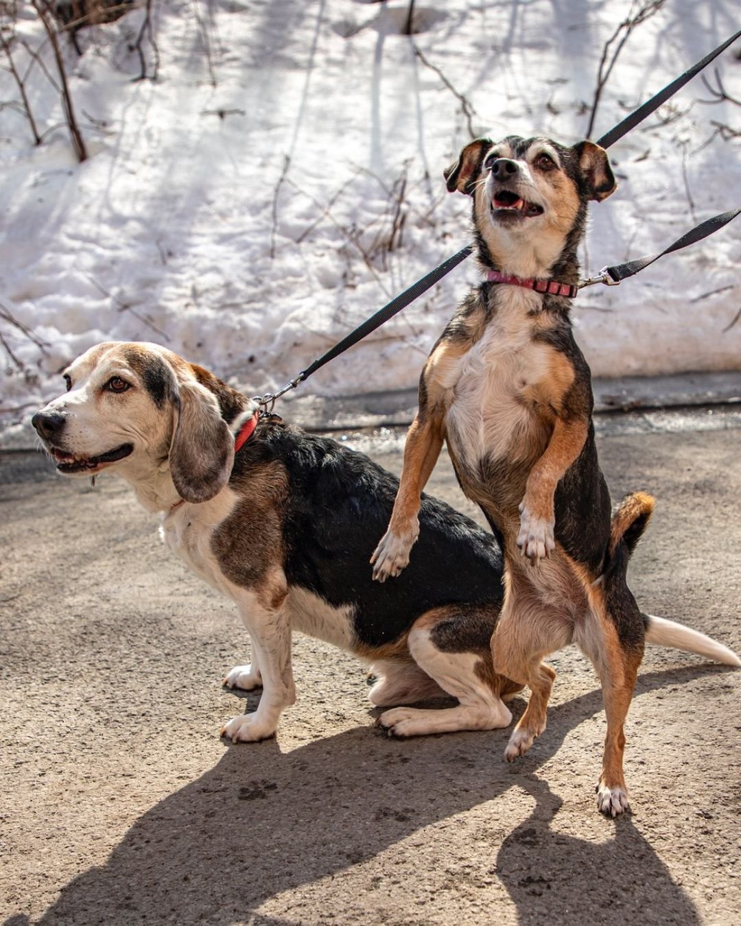 Meet Picasso! ๐จ
This intelligent, playful guy has a goofy side and a heart full of love. He thrives on affection, learns quickly, and absolutely adores car rides.
He’s searching for a forever home where he and his sister can stick together.