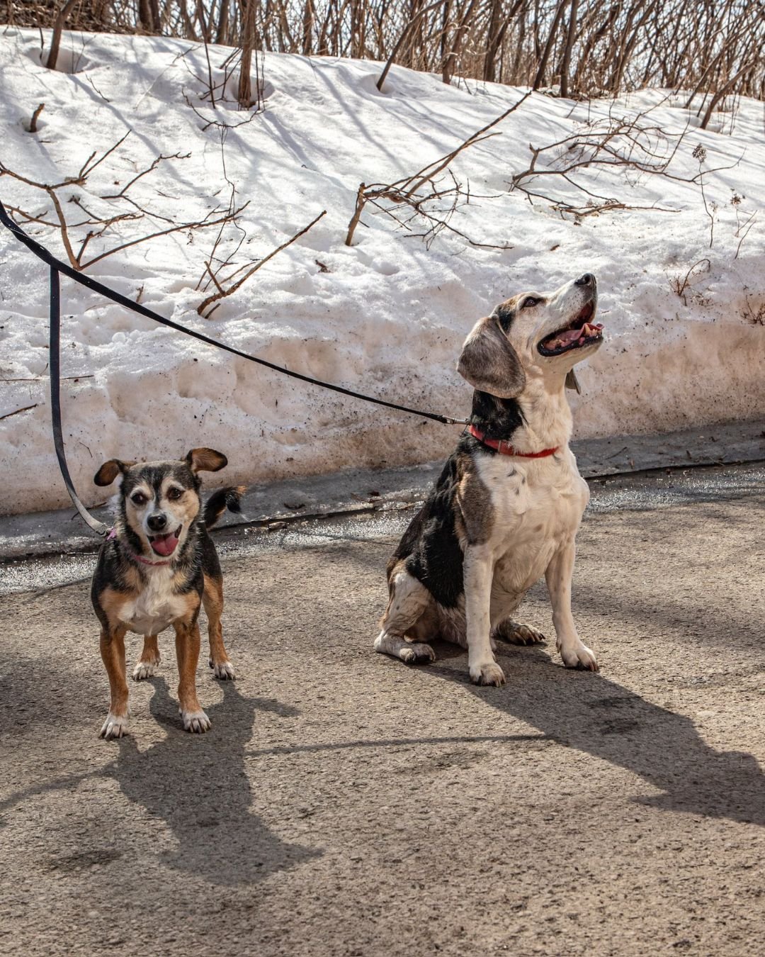 Bella isn’t just a good dog, she’s the BEST dog.
She’s gentle, well-mannered, the ultimate cuddle buddy and her loyalty is unmatched.
But don’t forget, Bella comes with her brother Picasso. This is a humanitarian adoption: t