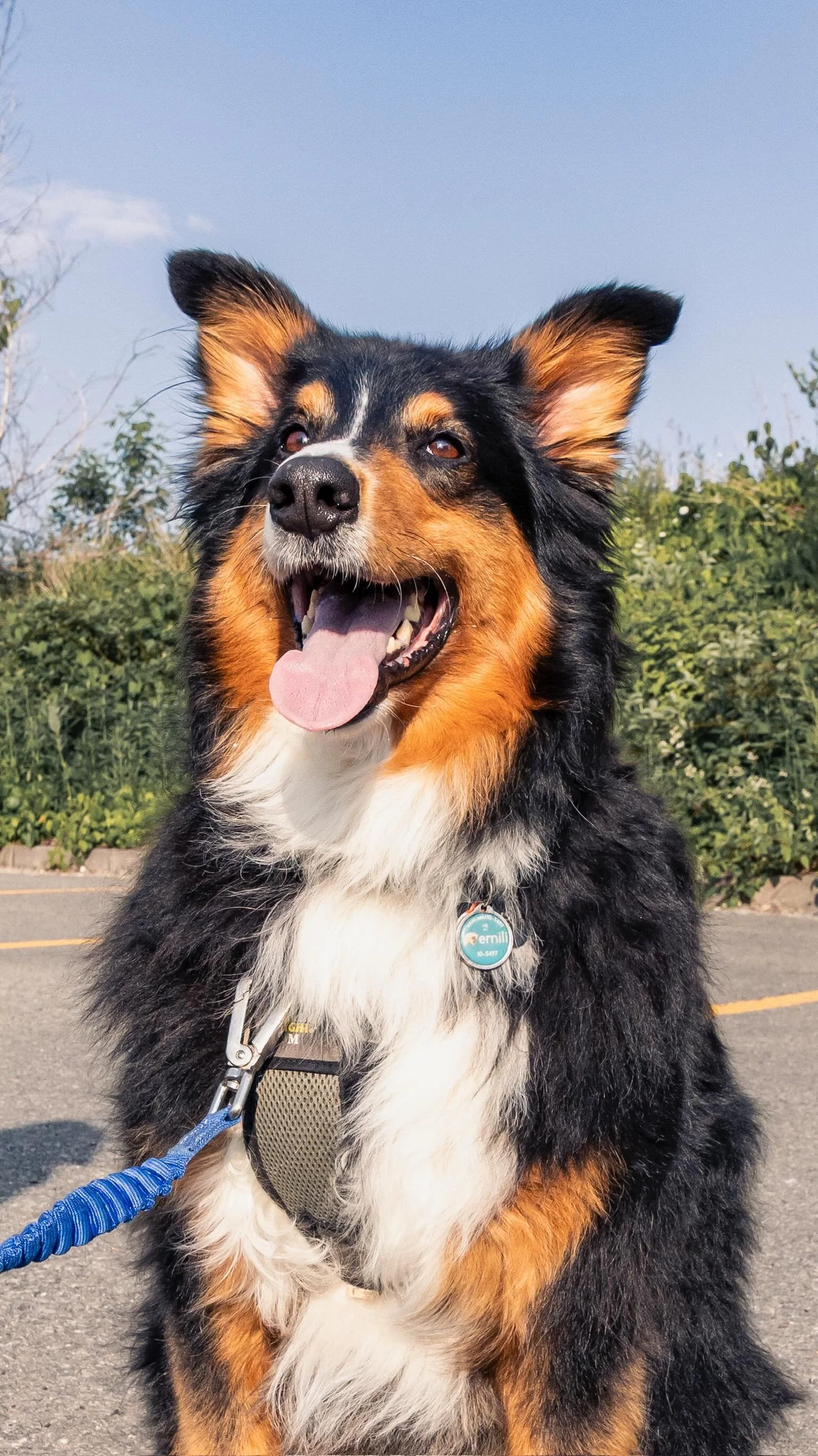 Montreal, this is Theo! 💛
Available for adoption through Passion for Paws.
Click the link in our bio to apply!
#adoptdontshop️ #rescuedog #passionforpaws #fosterdog #montrealdogs
📸@clicksxchris
