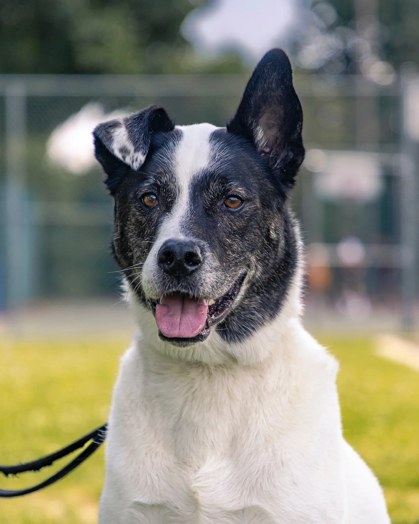 🏡 Meet our sweet pup Giorgi, he’s looking for a chance at forever 💛
His previous family made the heartbreaking decision to rehome after moving from a house to a condo. Giorgi is deeply loved but now he’s ready to find a new place (and