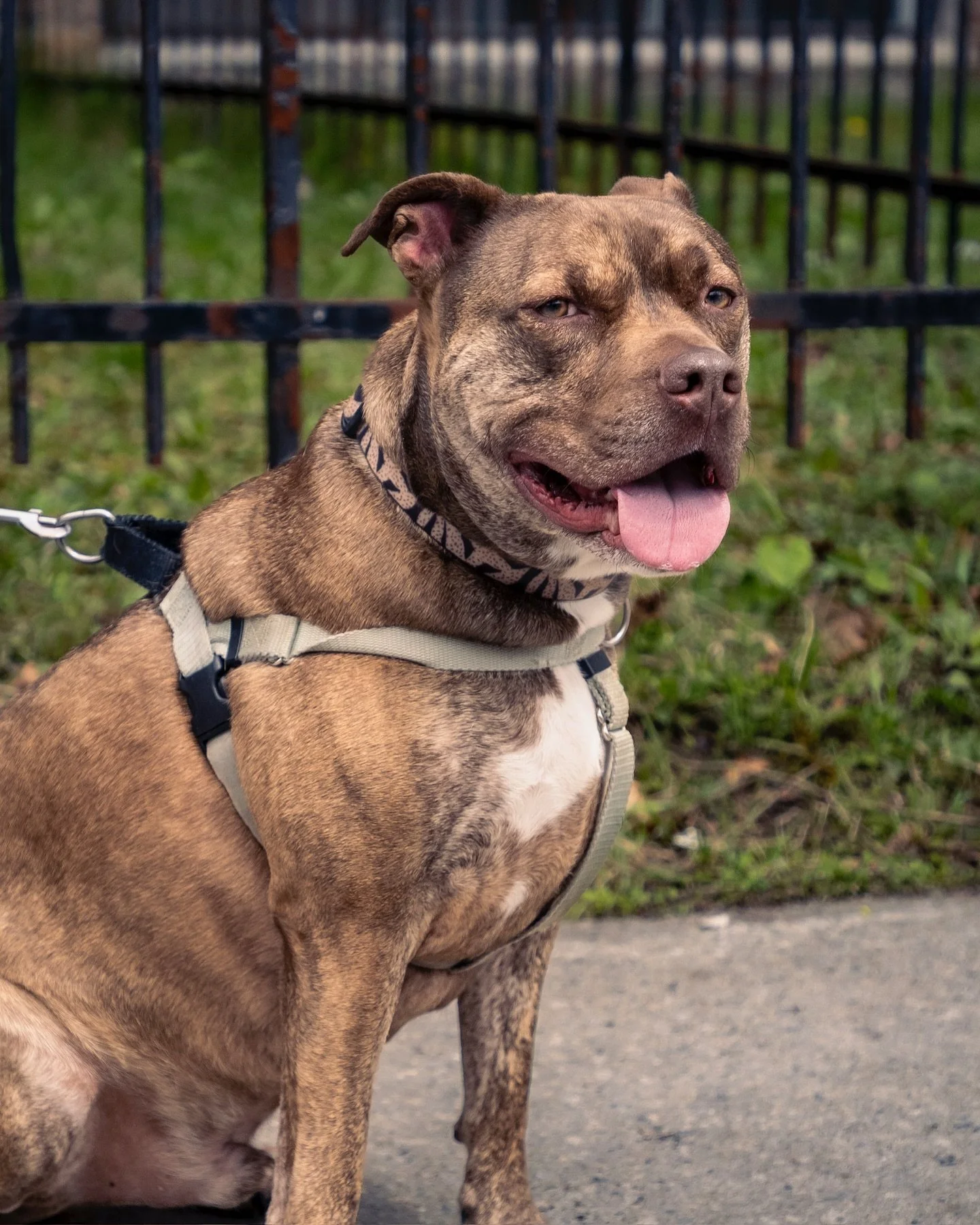 Gatsby has been in foster care for 11 months. Let’s try to find him a forever home!
If you or someone you know is interested in adopting the sweetest pitbull, please reach out
#passionforpaws #adoptdontshop #fosterdog #montrealdogs #rescuedog