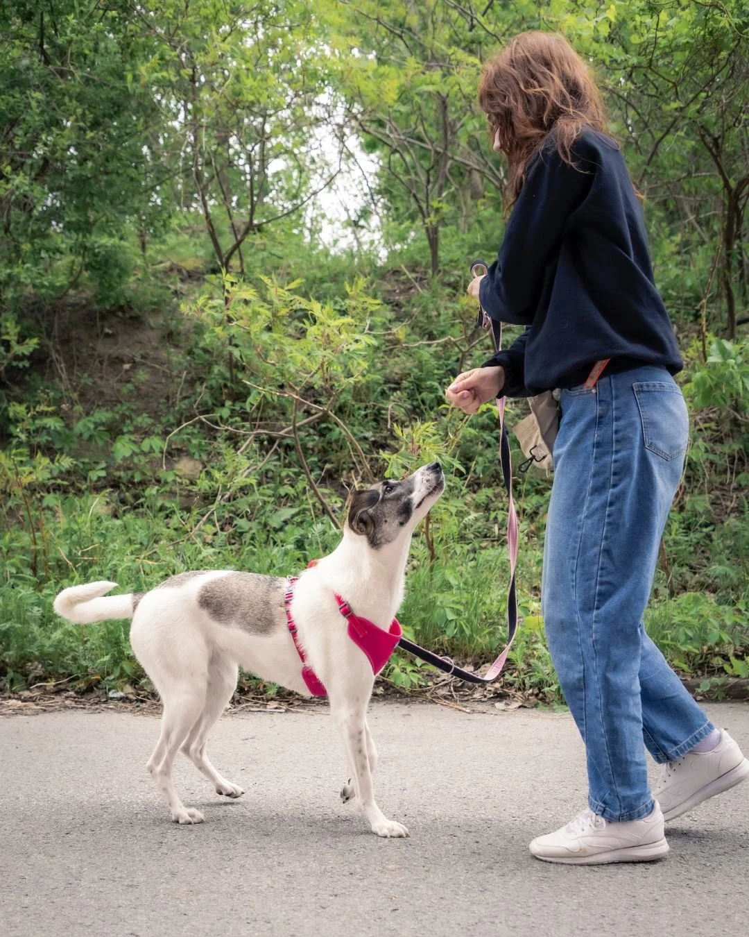 Vous voulez aider un chien en refuge sans avoir à adopter? Essayez une playdate!
Offrez une petite sortie à l’un de nos chiens adoptables : marche, randonnée, café-canins… tout est possible pour les rendre he