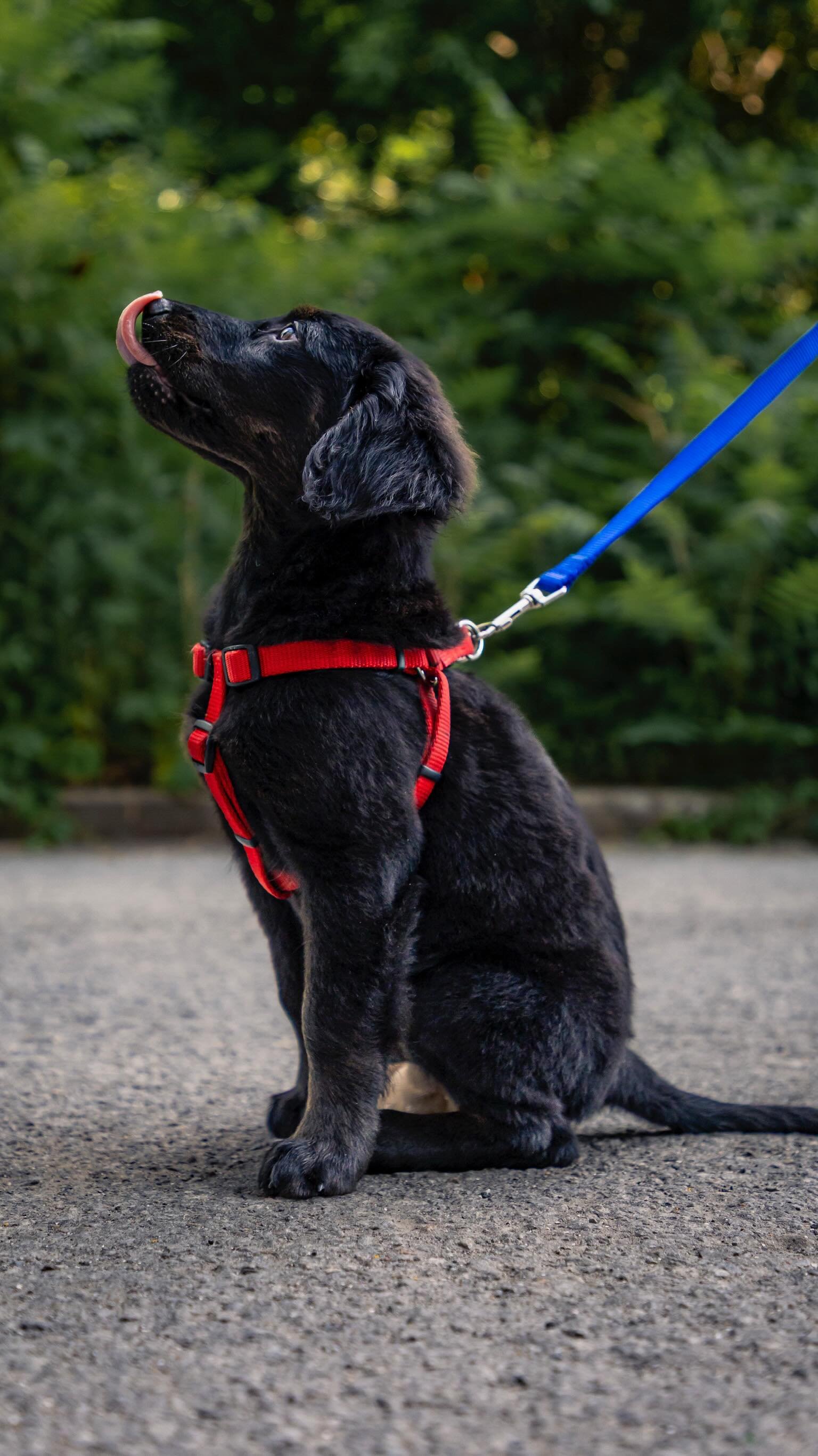 Come with me for a day in the life of a dog rescue founder! Hard work, but so rewarding🥰
adoptdontshop #dogrescue #passionforpaws #dayinthelife #fosterdog #puppiesofinsta #montrealdogs
📸@clicksxchris