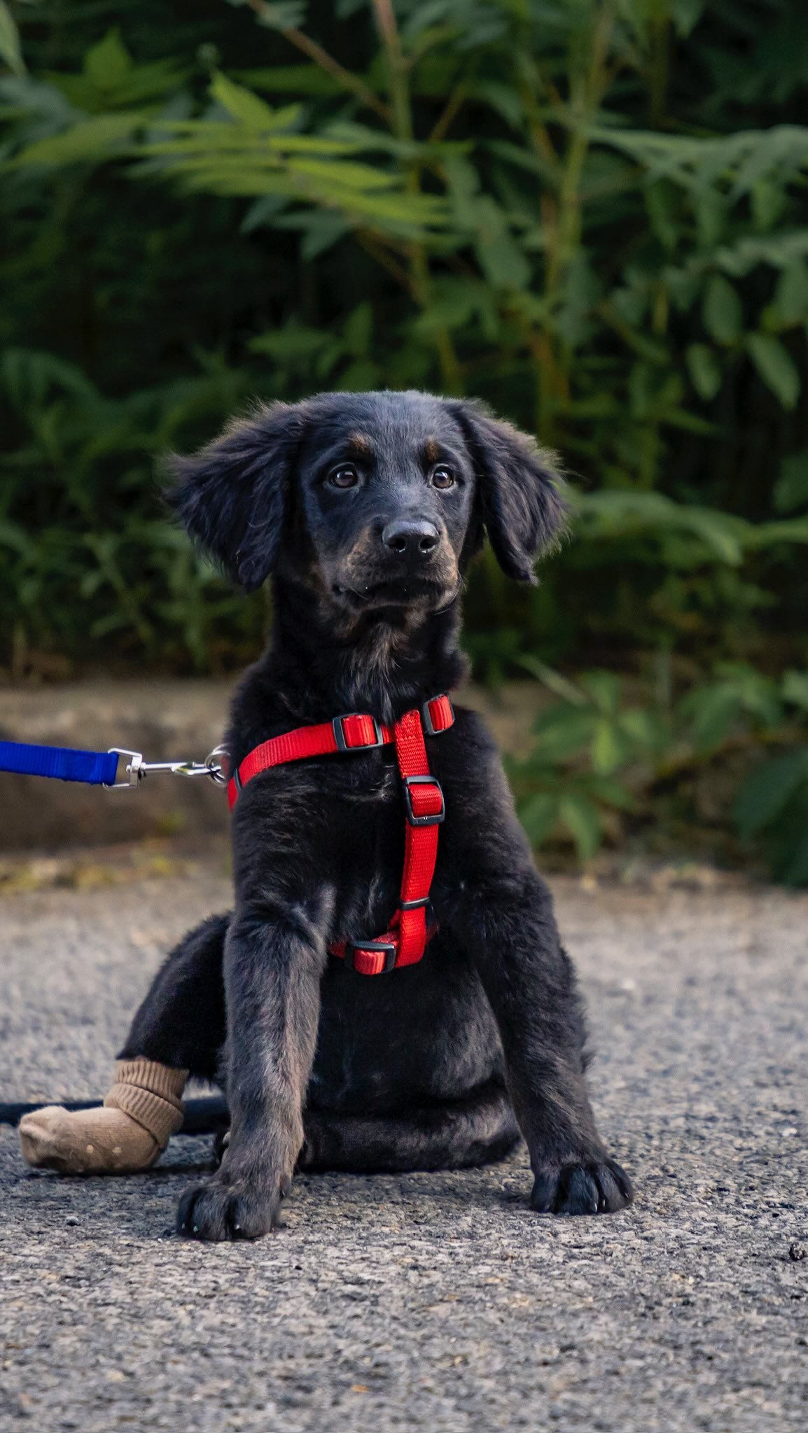 Not ready to adopt or foster, but still want to make a difference?🐾
Treat one of our rescue pups to a fun day out! Whether it’s a walk, a puppuccino, or a cozy park hangout, your time means the world to them💛
Be the reason their tail wags t