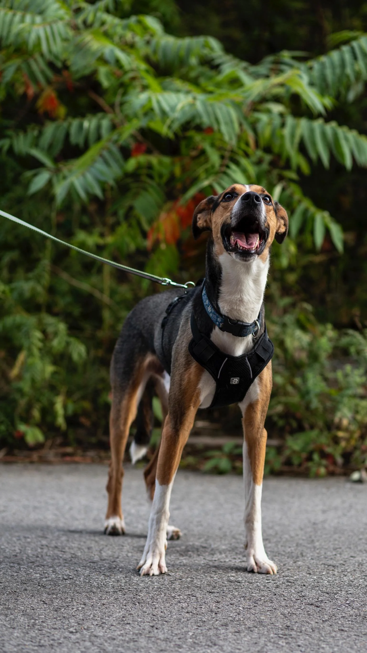 Always grateful to be a part of them finding their forever homes🐾🤍 here’s to saving many more pups!
#rescuedogs #secondchances #montrealdogs #dogsofinsta #adoptdontshop
📸@clicksxchris