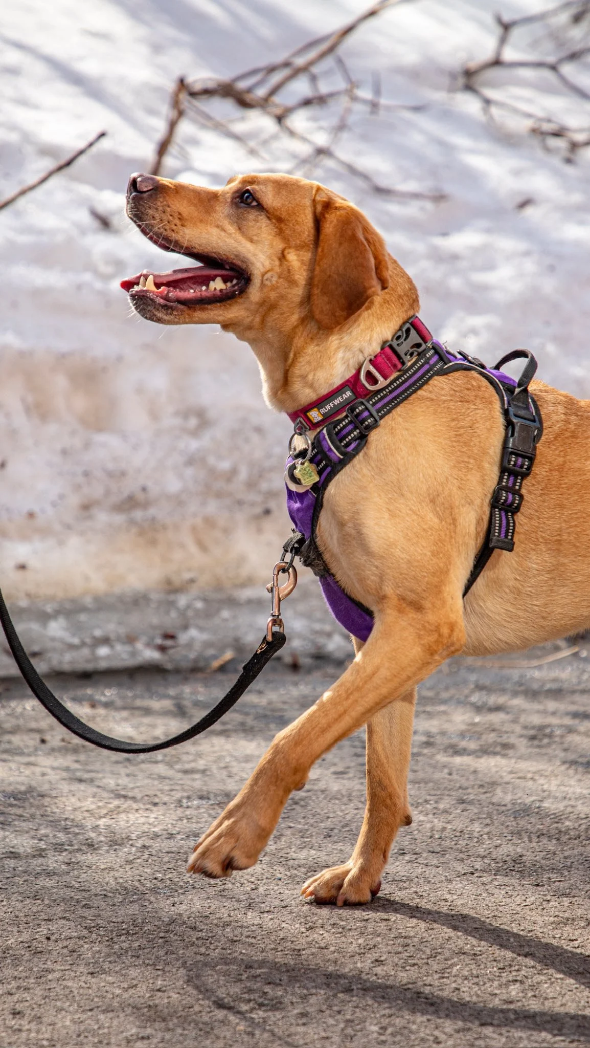 Click the link in our bio to learn more about becoming a foster family for our much deserving doggos!๐ฆฎ๐
#adoptdontshop๏ธ #rescuedog #fosterdog #fosteradog #fosterfamily
๐ธ@clicksxchris