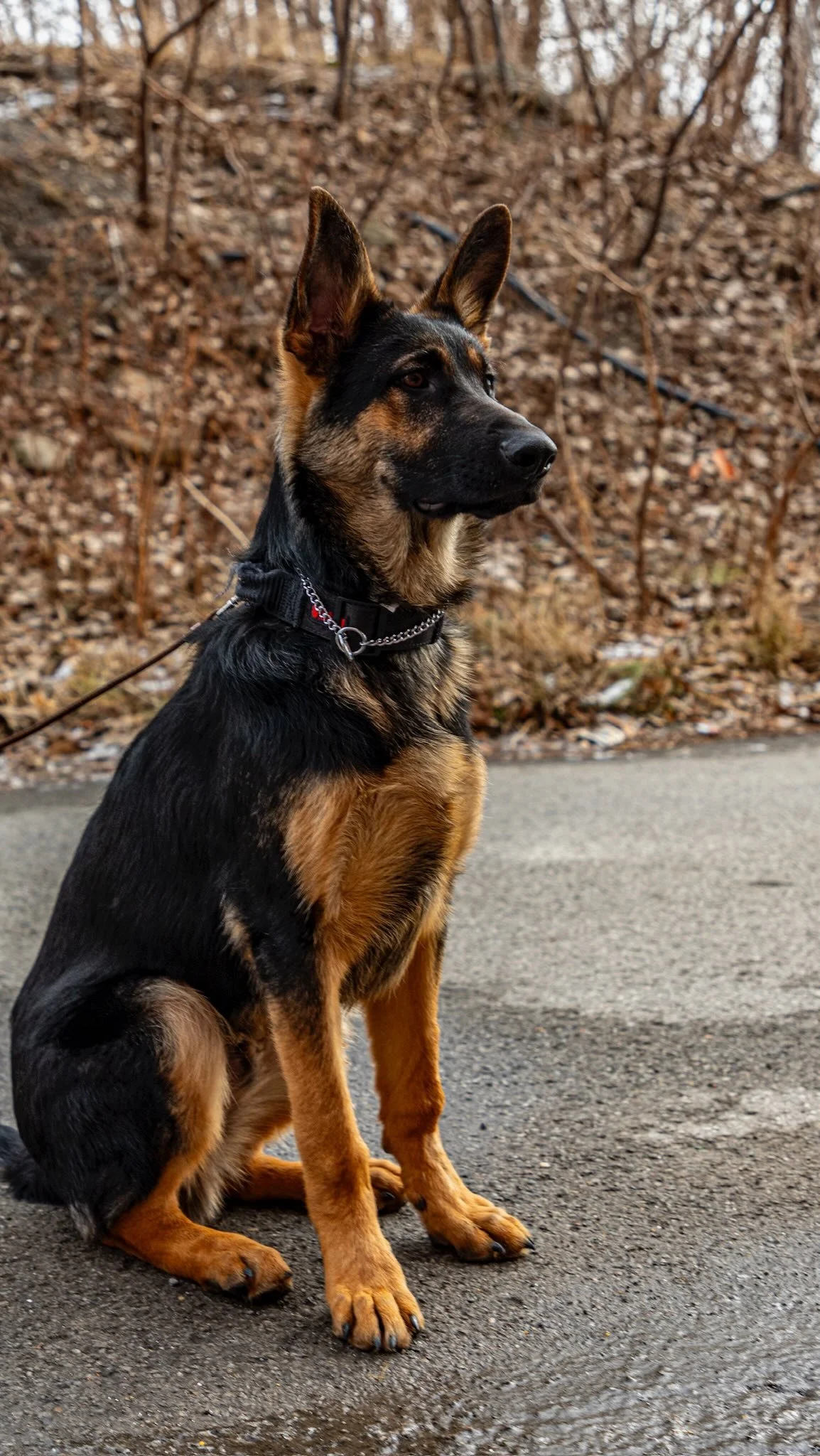 And just like that…. Zuko thriving and growing up in his forever home ๐พ ๐ฑ
#secondchance #montreal #DogRescue
๐ธ@clicksxchris