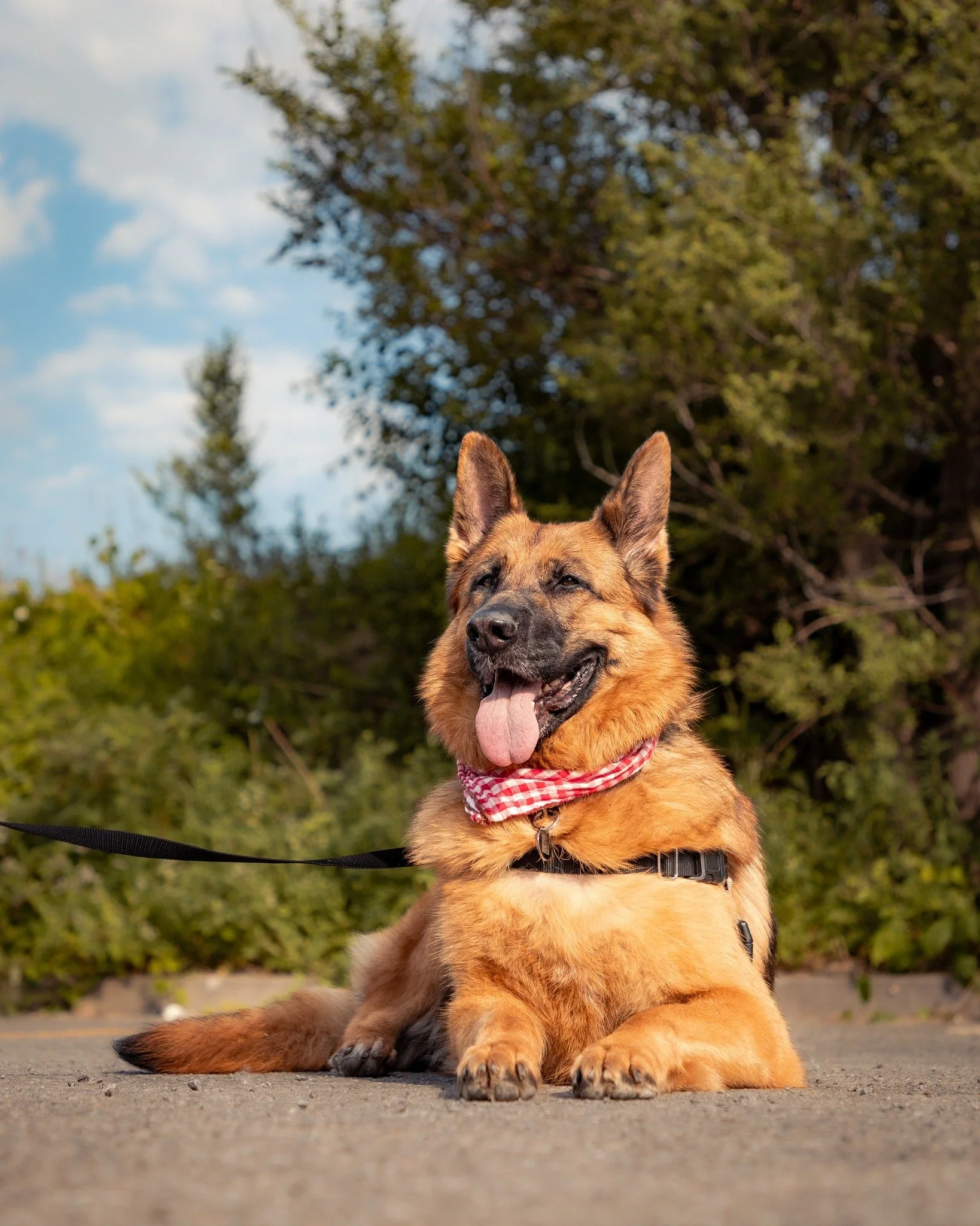 Avec les fonds amassés pendant la campagne de DOGUST, ça nous permet d'aider des chiens comme Ginger, qui avait besoin d’une chirurgie au ligament croisé après avoir vécu des années dans la douleur. ๐พ