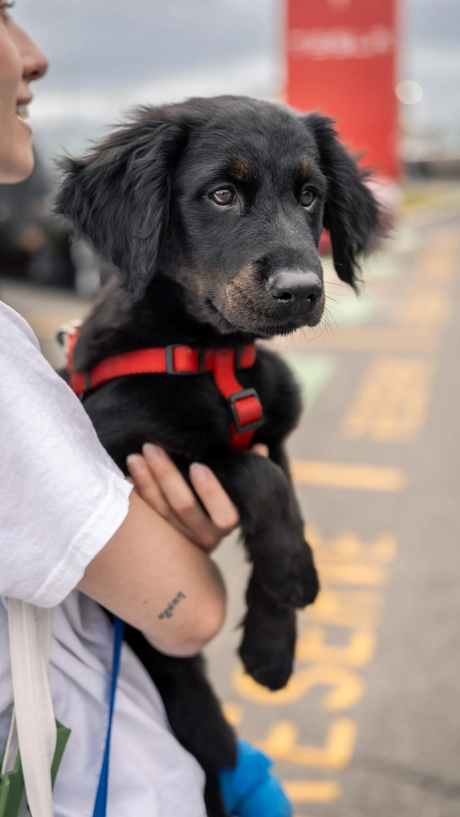 We work better together! Giving dogs a second chance is what we do best ๐ฅฐ
P.S nothing about this is illegal ๐๐ป
#rescuedog #adoptdontshop๏ธ #fosterfamily #passionforpaws #rescuedogsofinstagram #dogrescue #illegalpinkpantheress
๐ธ@clicksxchris