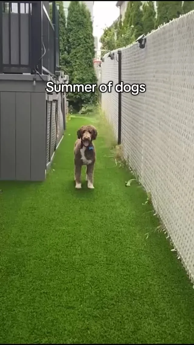 The Passion for Paws Pack enjoying summer 2025 ๐ฅฐ
#adoptdontshop๏ธ #fosterfamily #passionforpaws #fosterdog #montrealdogs
๐ธ@clicksxchris