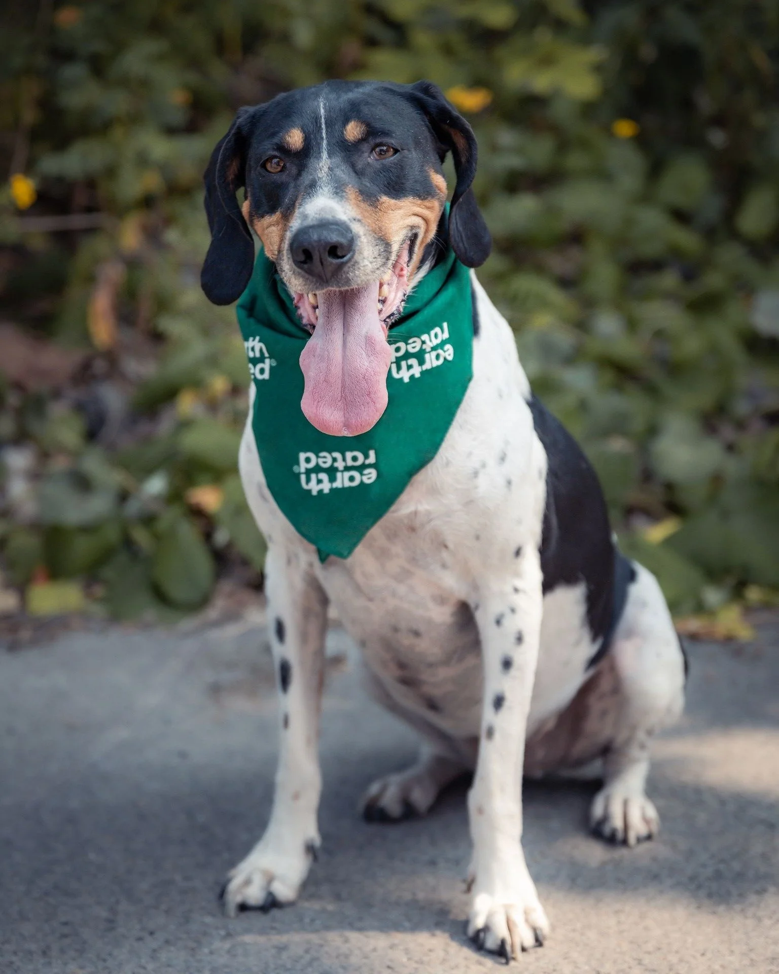 Grâce aux fonds amassés pendant la campagne de DOGUST, nous pouvons aider des chiens comme Cookie à trouver leur second souffle.
๐ถ Cookie est une magnifique Treeing Walker Coonhound de 6 ans, pleine d’amour et d’&eac