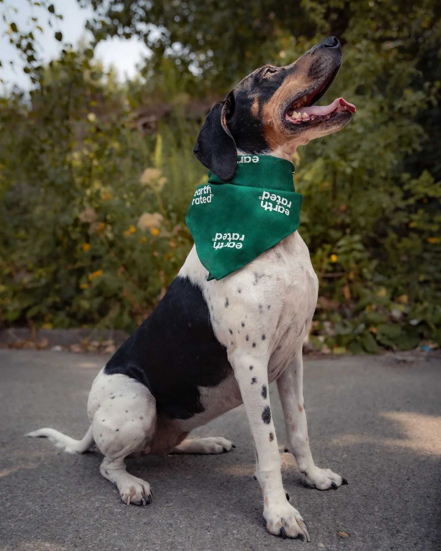 ๐ DOGUST is here and it’s changing lives! ๐พ
This month, we celebrate the universal birthday of rescue dogs, and this year, we’re using the occasion to give dogs like Cookie a fresh start.
Cookie, a loving 6-year-old Treeing Walker Coo