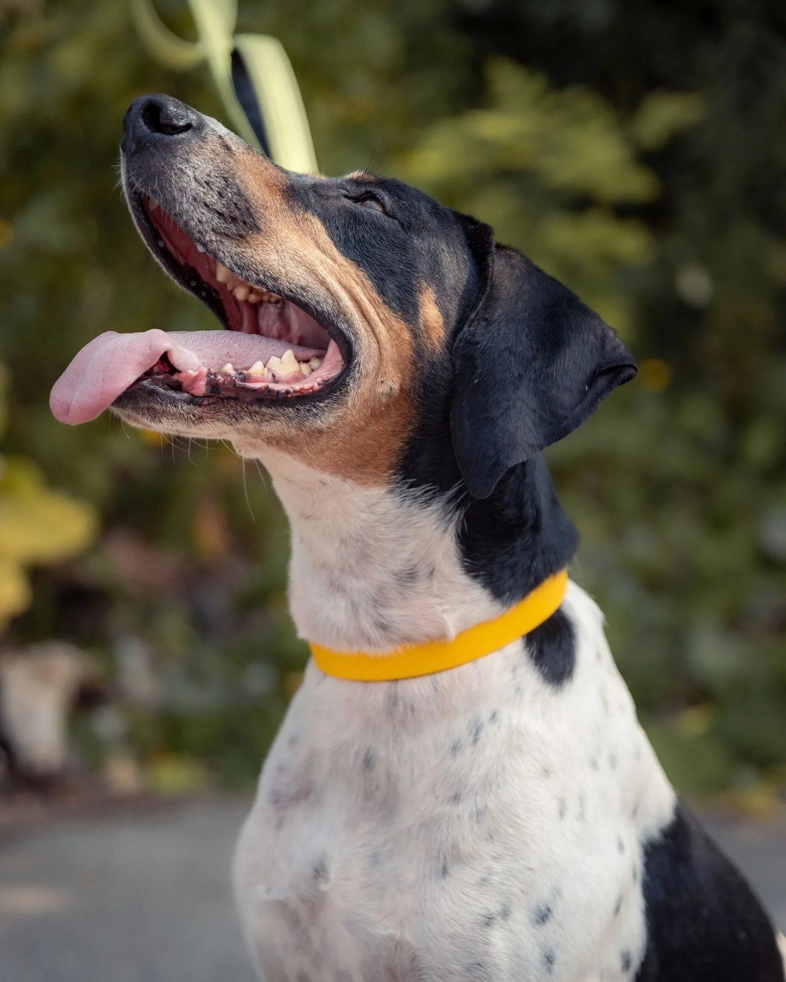 Thanks to the funds raised during the DOGUST campaign, we can help dogs like Cookie get a second chance at life.
๐ถ Cookie is a beautiful 6-year-old Treeing Walker Coonhound, full of love and energy, looking for a foster or adoptive family. Affectio