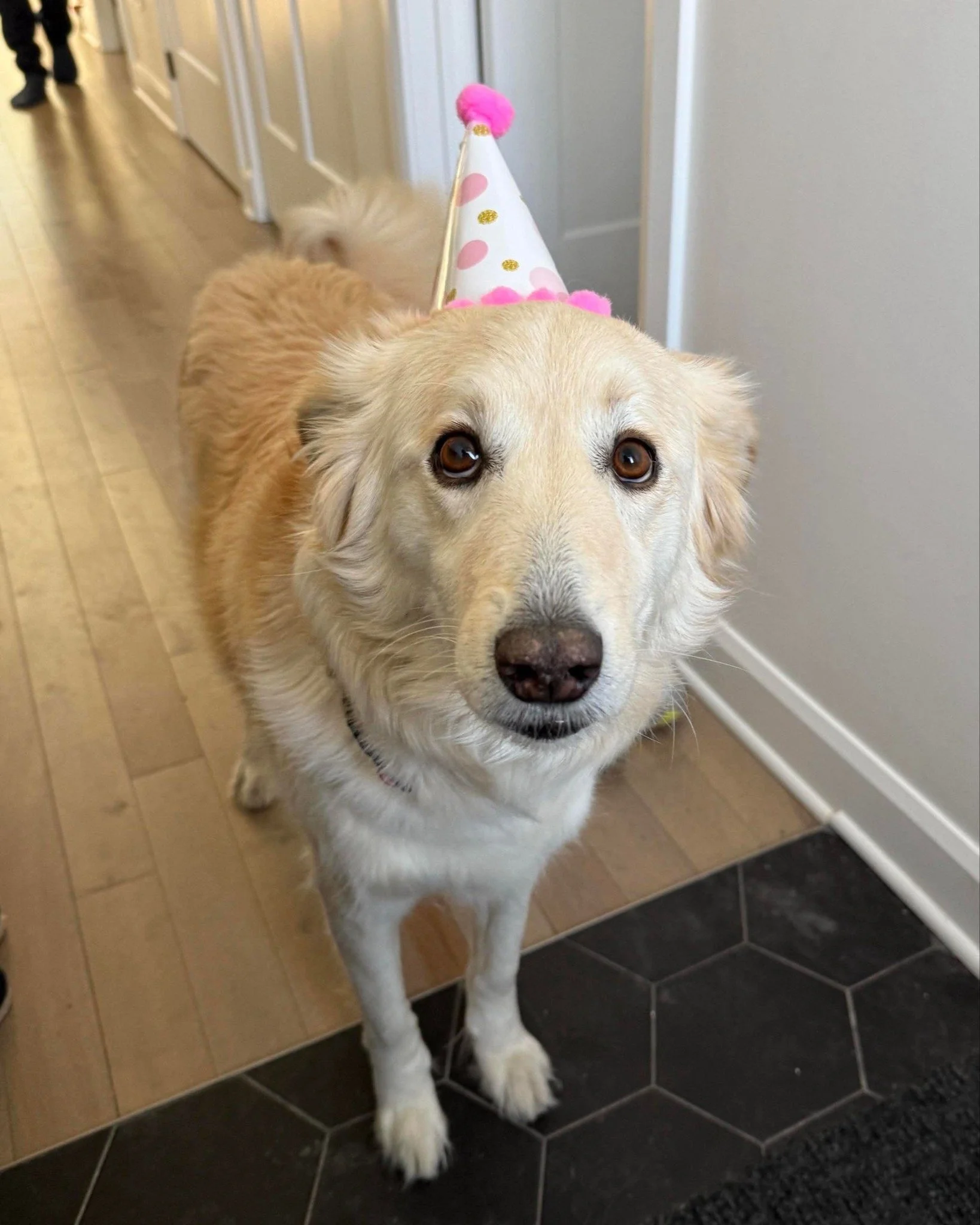 ๐๐พ Happy DOGust to our birthday pups! ๐
Every rescue deserves to be celebrated, and this month we’re honoring all of our dogs with one big universal birthday party. ๐ถ๐
By supporting the DOGust fund, you're helping us give them more than