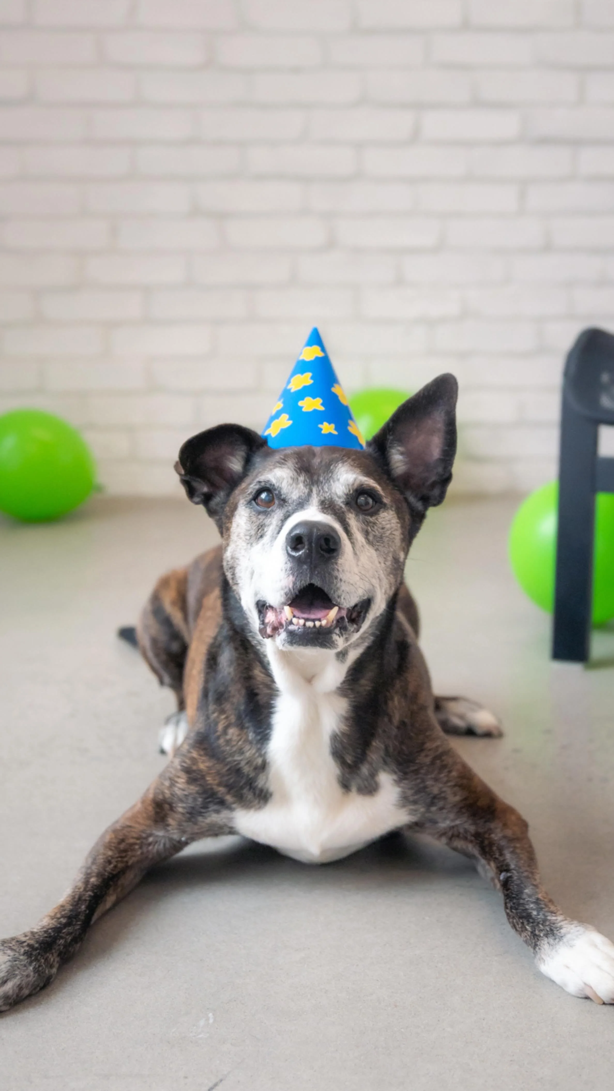 ๐ฅณ๐ This month is not just to celebrate birthdays… it’s a DOGust birthday! ๐๐พ
This special month is dedicated to every rescue who never had a known birthday, so we’re celebrating them ALL. ๐
With your help, we can keep saying