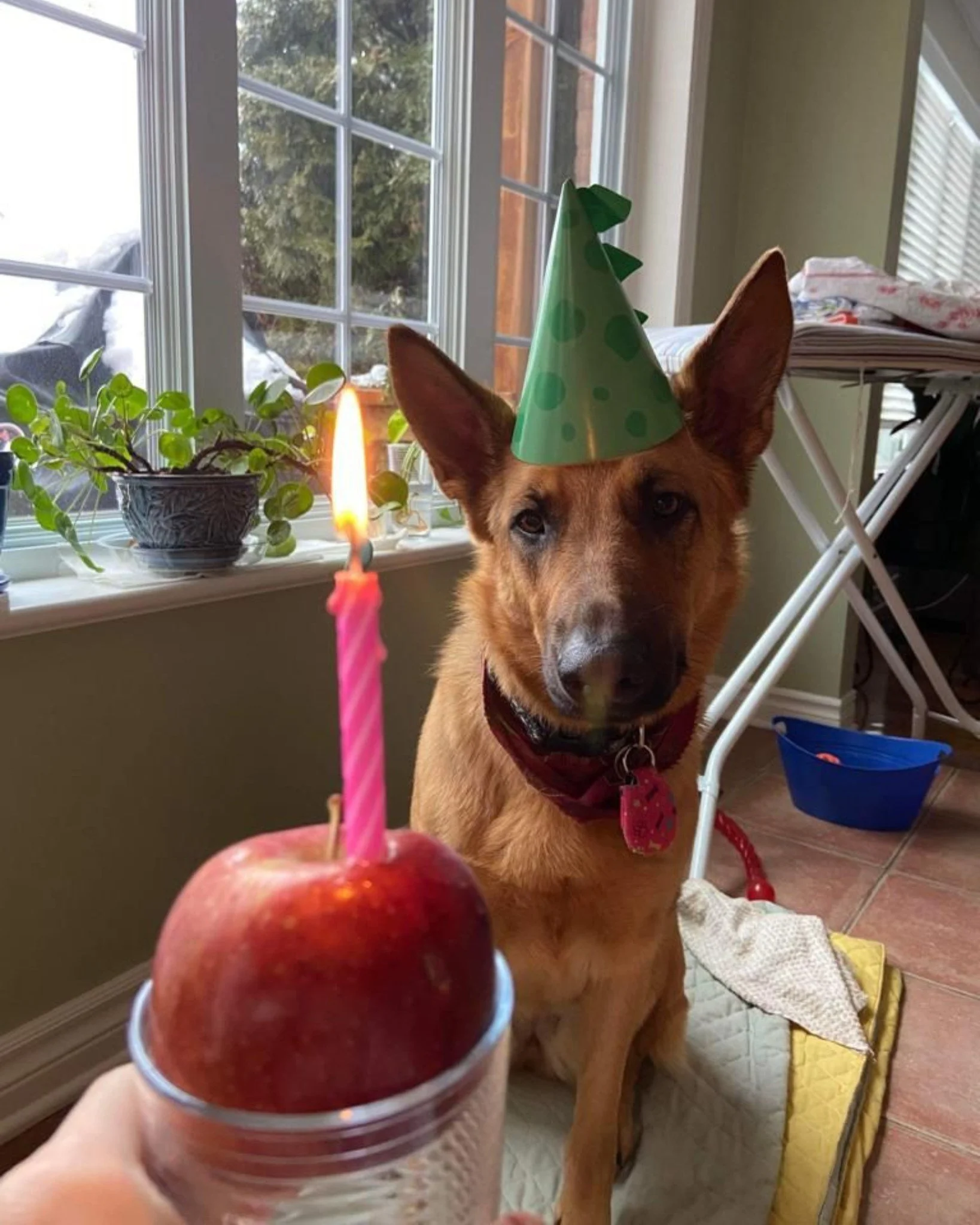 ๐๐ถ Happy DOGust, everyone! ๐๐
This month, every wag, every bark, and every cuddle means even more as we celebrate the universal birthday for rescue dogs. ๐
When you support Passion for Paws, you’re not just giving them a birthday, you&rs