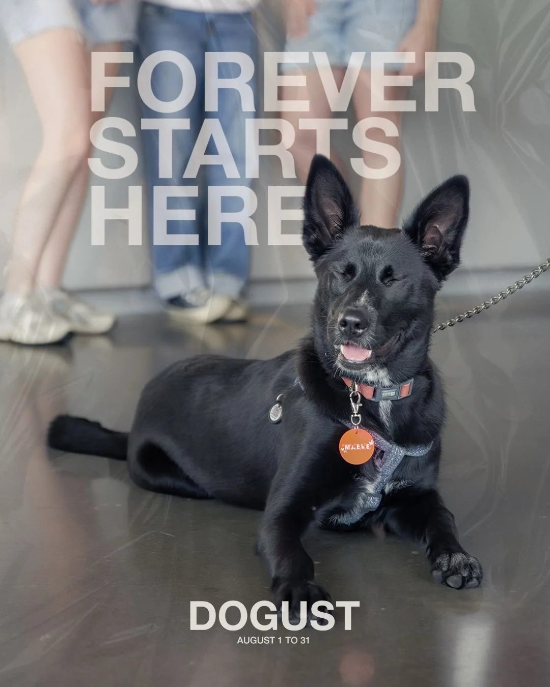 DOGust, c’est l’occasion d’offrir un nouveau chapitre aux chiens rescapés. โจ
Le 31 août, joignez-vous à nous pour notre événement d’adoption Forever Starts Here :
๐ถ Rencontrez des chiens &a