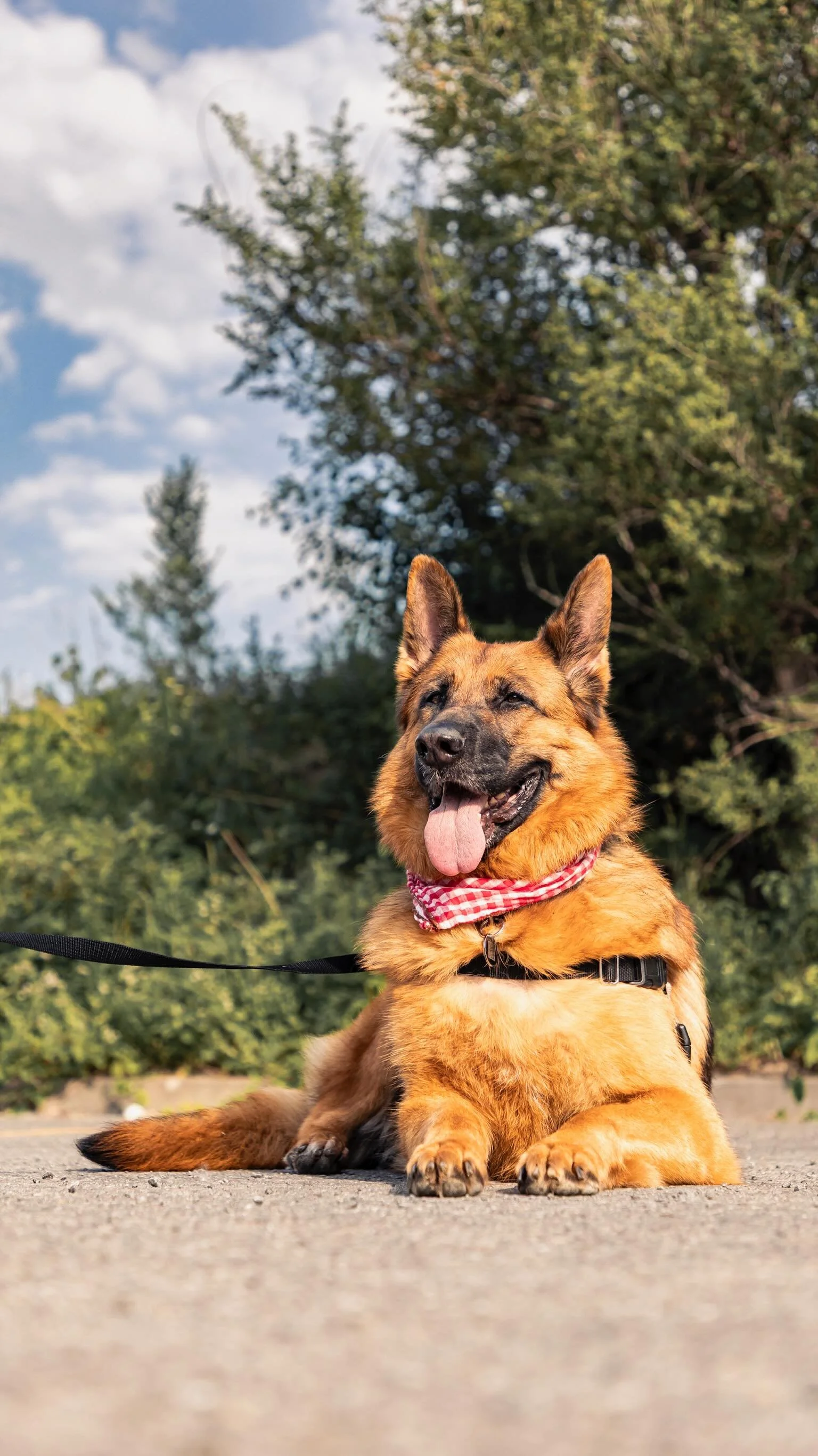 Miss Ginger tells us a little bit about her journey in this week’s DOGUST Diaries π»
Donate to the DOGUST fund via link in bio!!! Help us not have to hesitate when faced with the toughest of choices!
#secondchance #DogRescue #dogust
πΈ@click