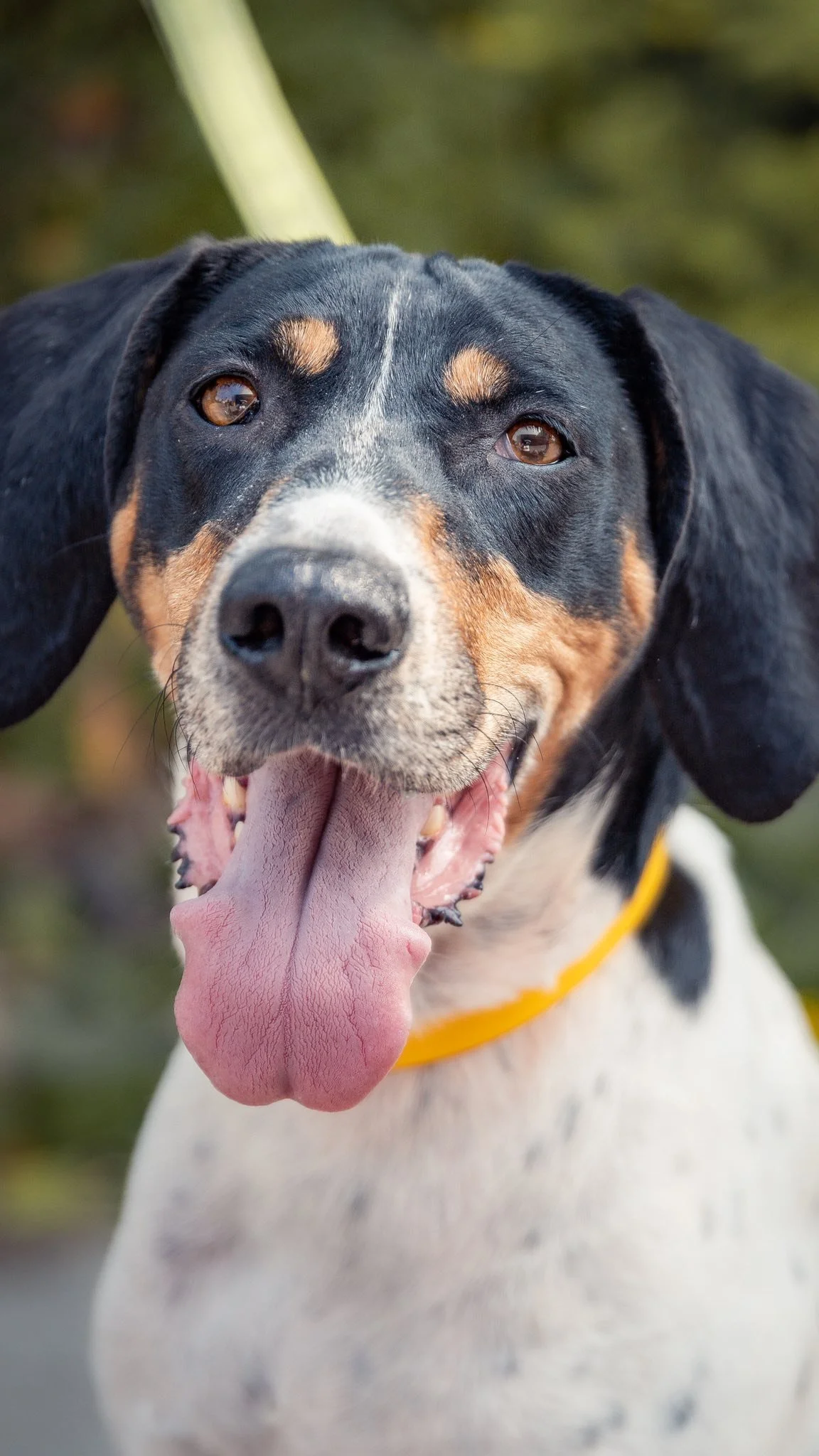 Meet our sweet Cookie! Looking for her furever home!
Let’s make it the summer she got adopted β¨π«
#adoptme #passionforpaws #rescuedog #foereverhome #rescuedog
πΈ@clicksxchris